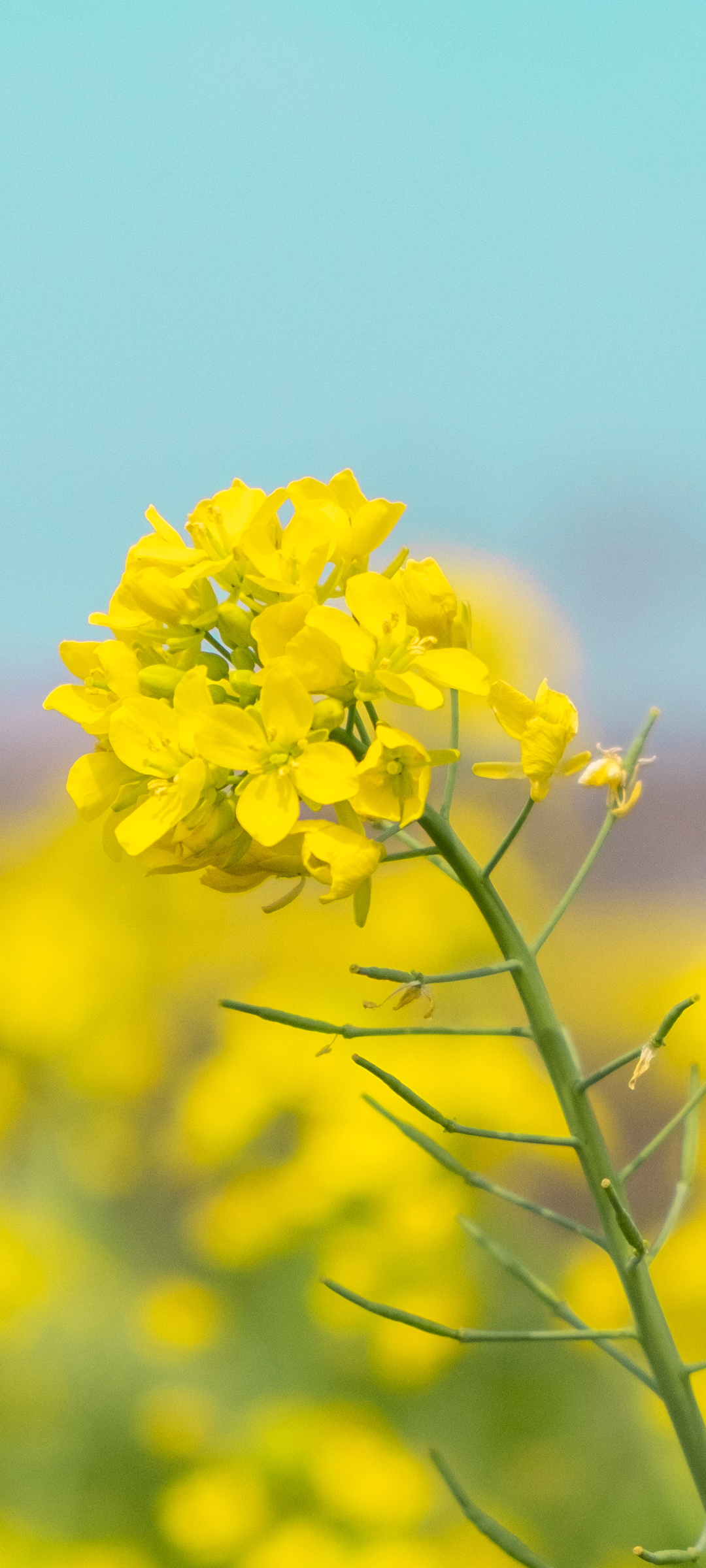 油菜花高清手机壁纸