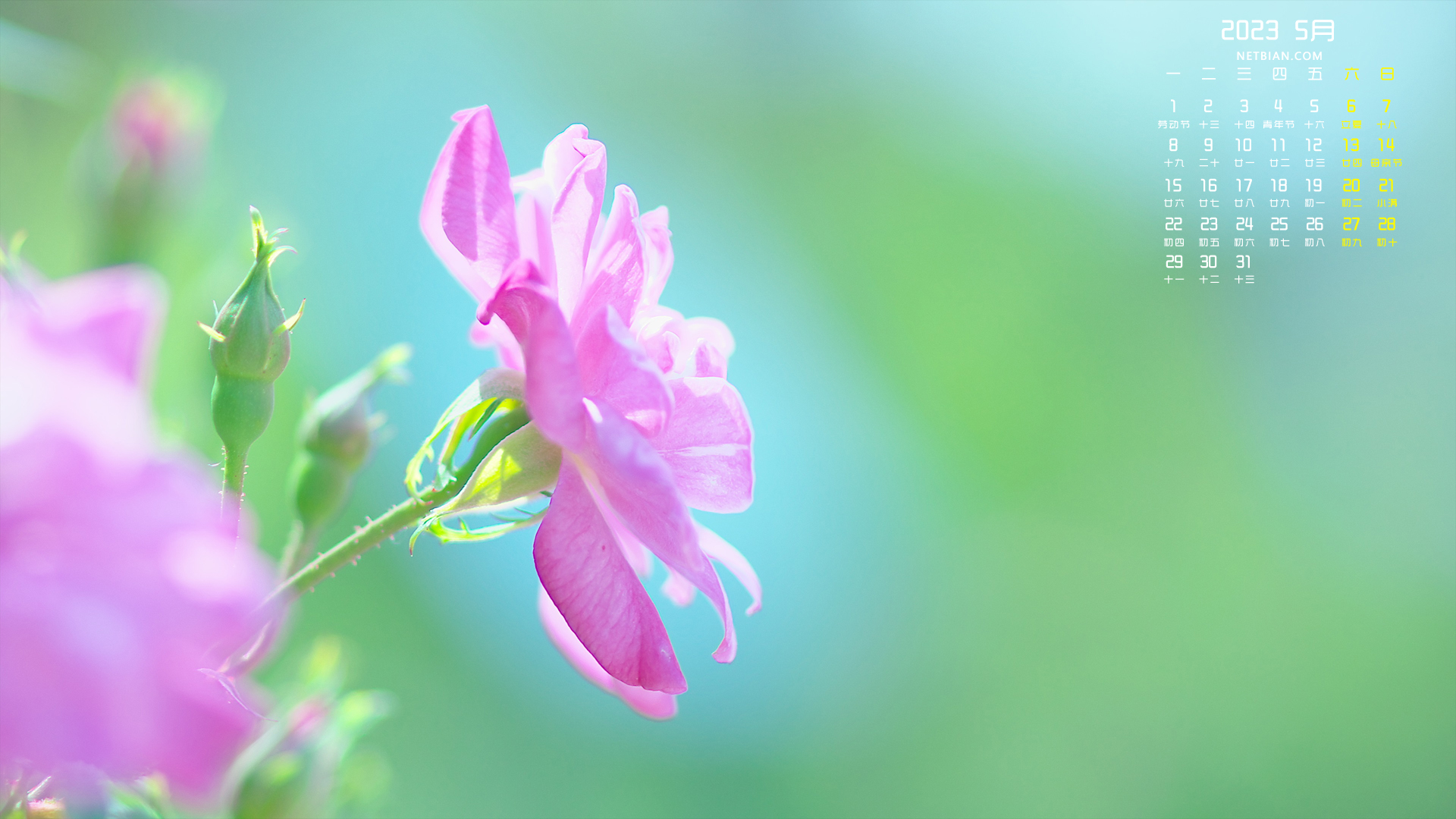 花朵2023-5月日历精选桌面高清壁纸