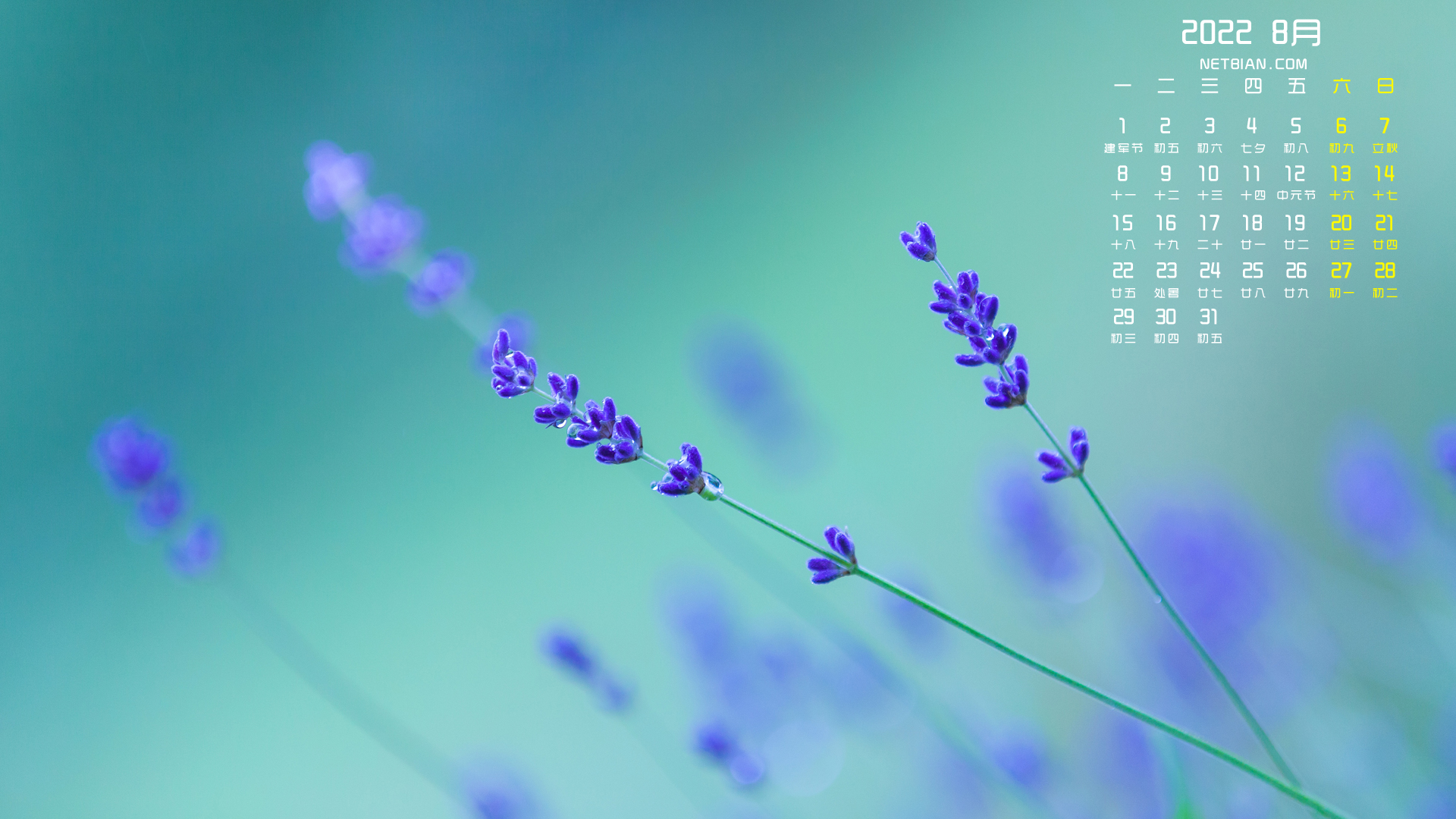 清新薰衣草小花2022年8月日历桌面高清壁纸