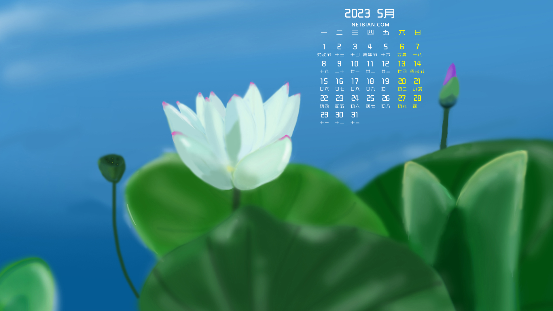 荷花 白荷 原创 2023-5月精选日历桌面高清壁纸