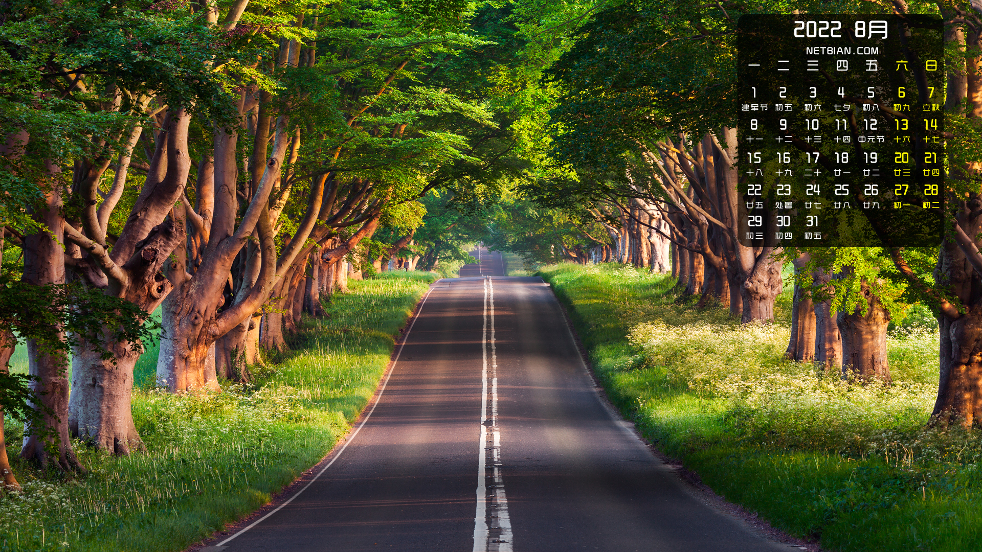 森林道路风景2022年8月日历桌面高清壁纸护眼