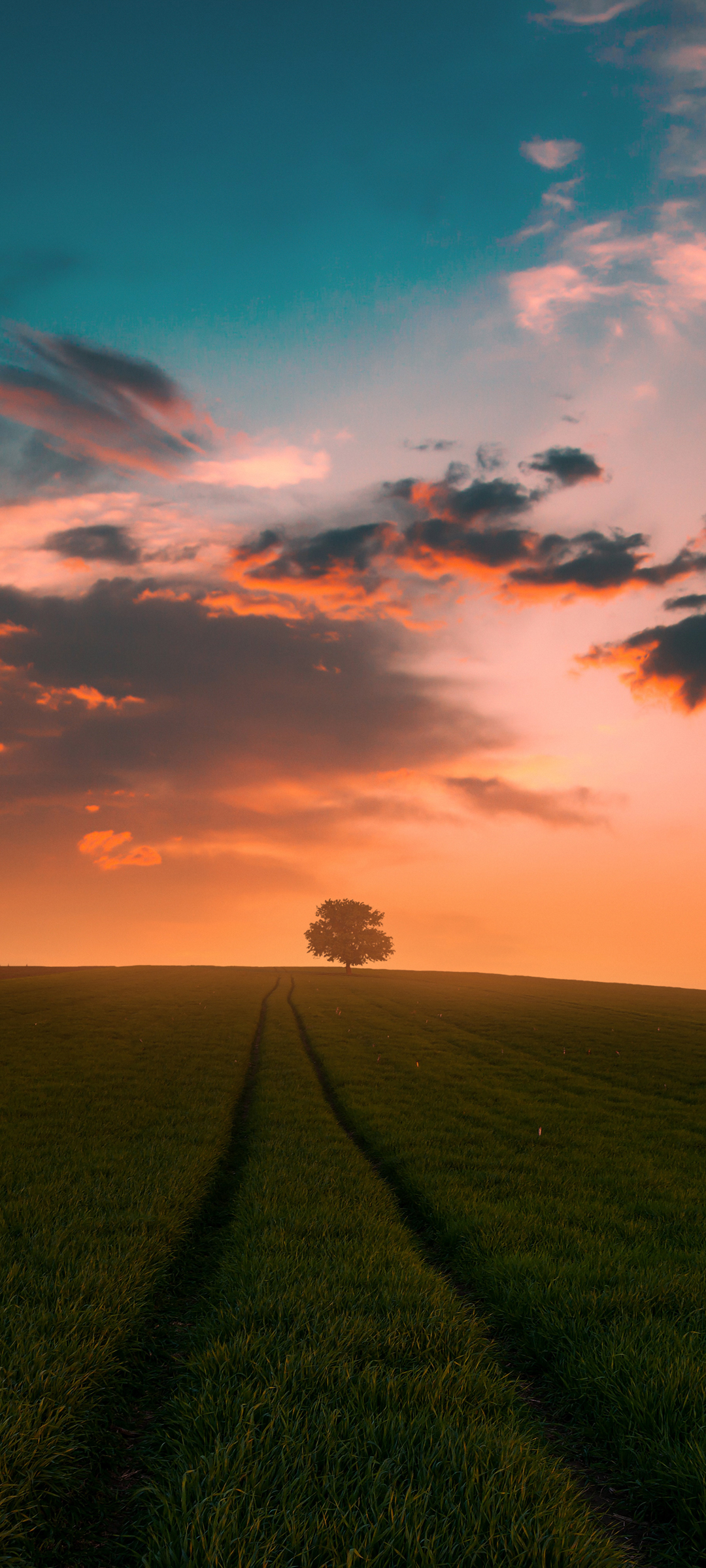 天空 夕阳 夕阳 草地 树 风景高清手机壁纸