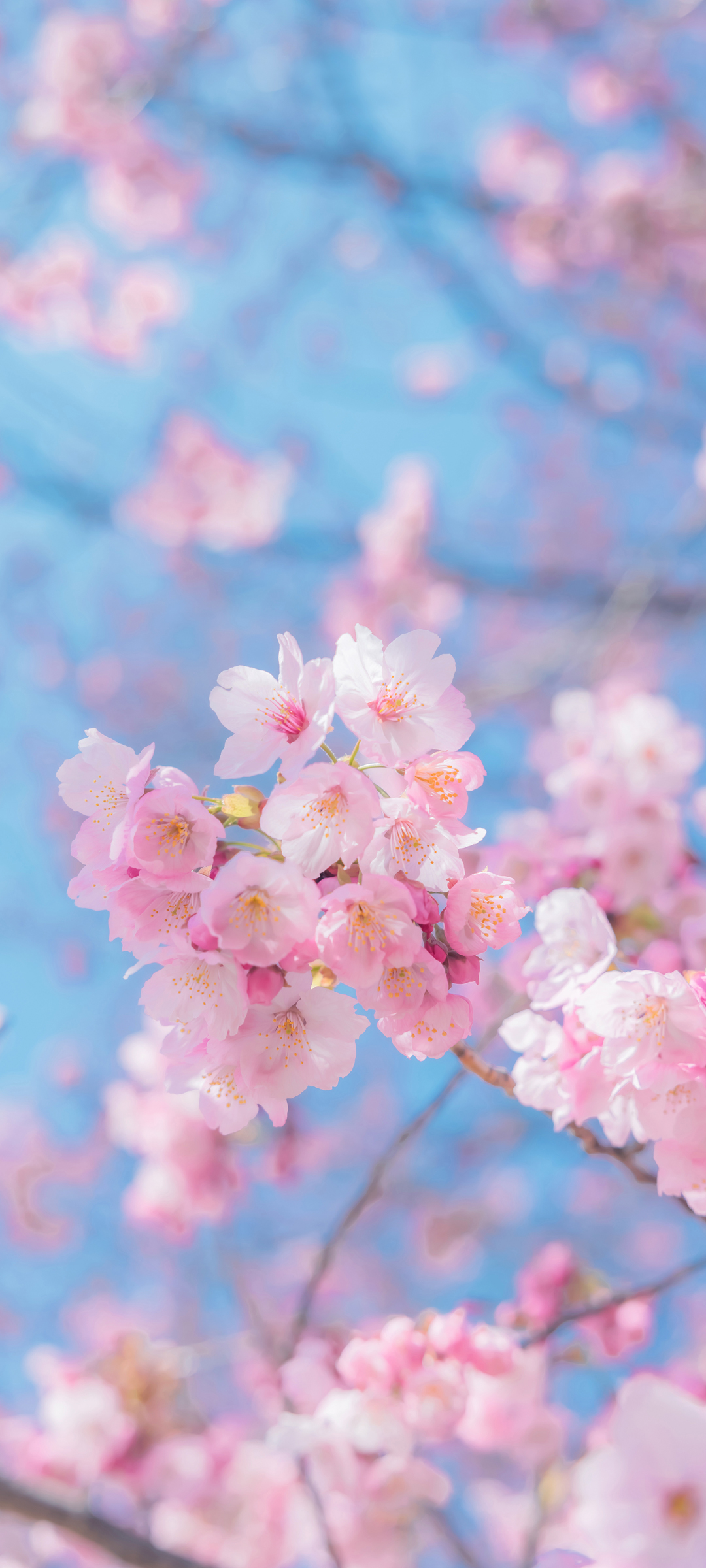 粉色樱花壁纸