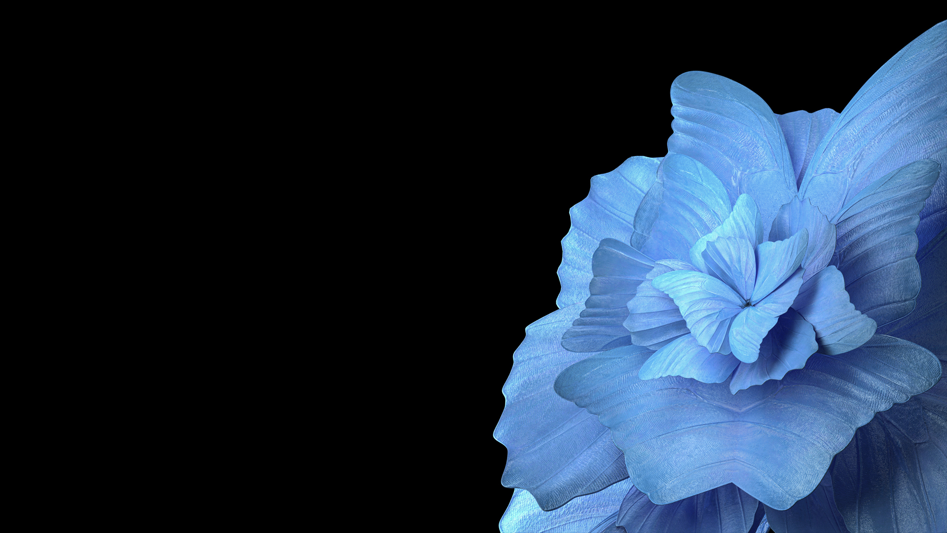 vivo Pad平板电脑高清壁纸 蓝色花瓣