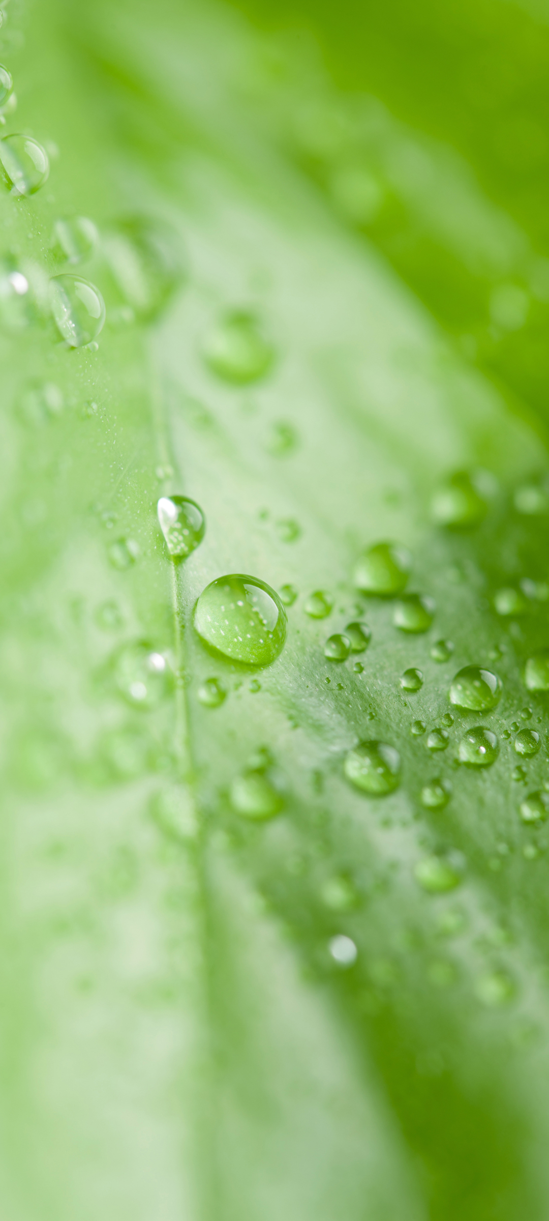 春天 护眼 绿色植物小水珠高清手机壁纸