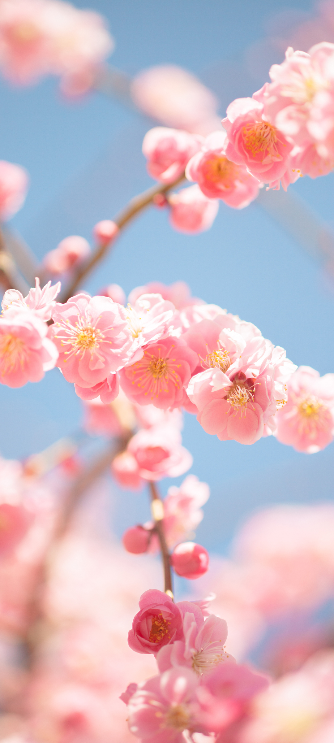 樱花高清手机壁纸