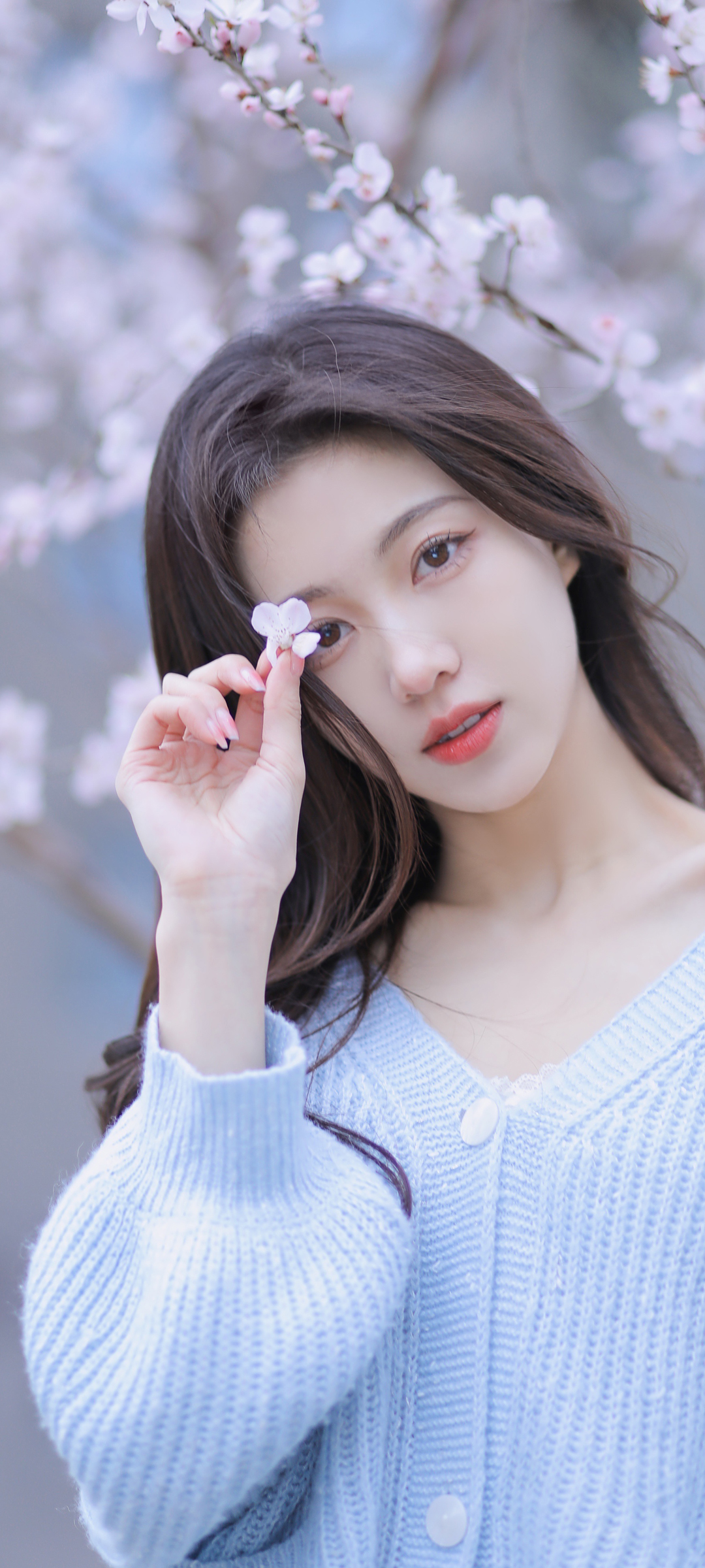 清纯美女 樱花 高清手机壁纸