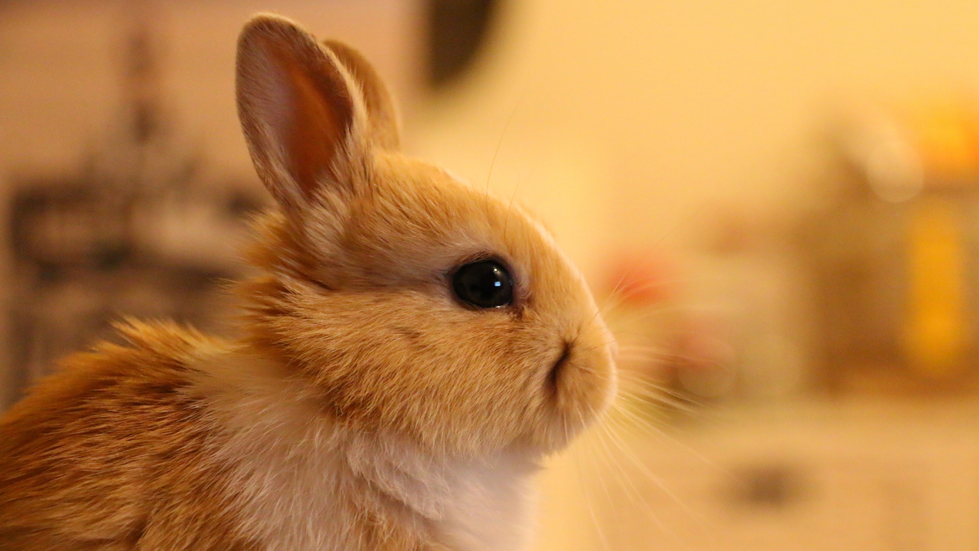 兔子 动物 电脑 高清壁纸