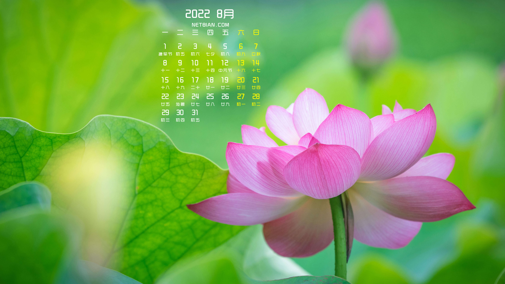 好看粉色荷花2022年8月日历桌面高清壁纸护眼