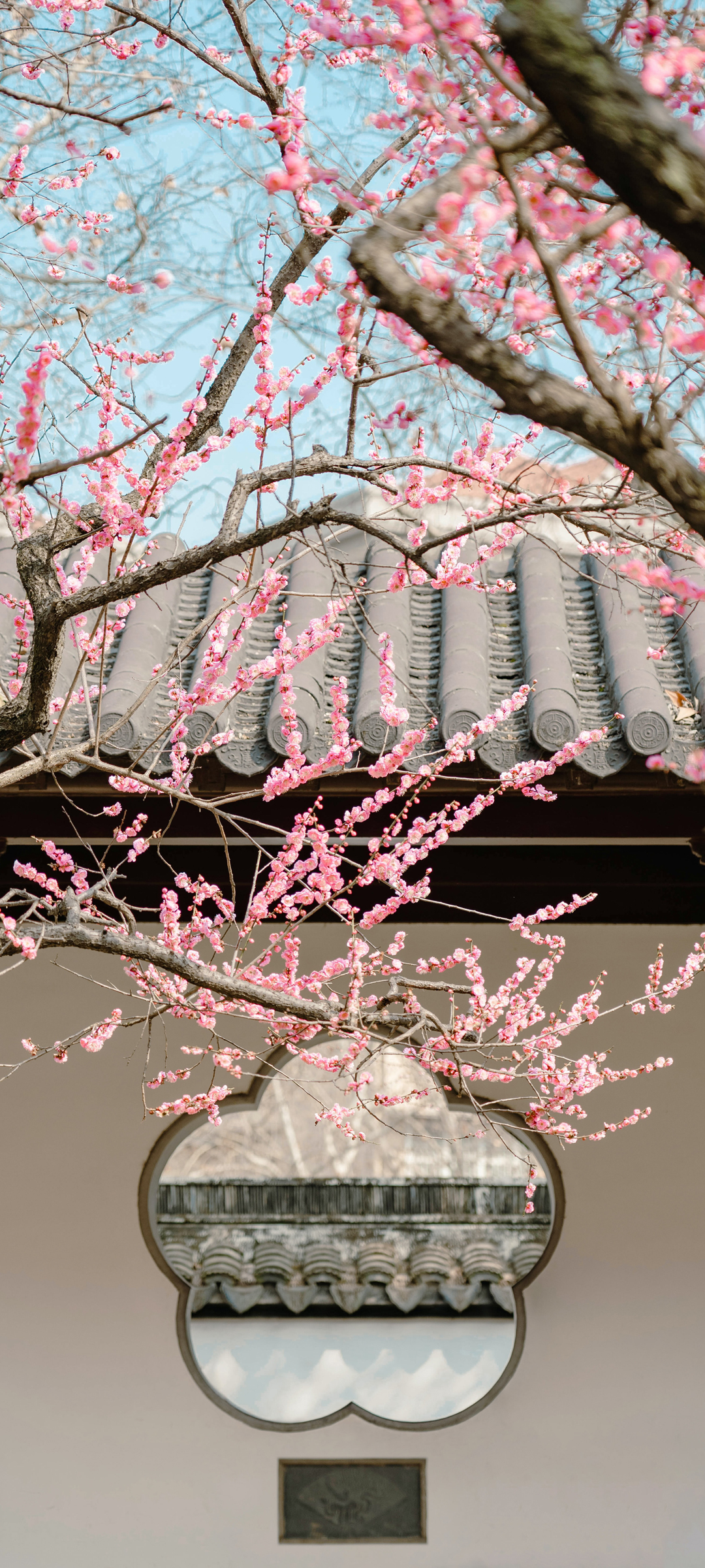 春天 梅花 庭院 风景高清手机壁纸