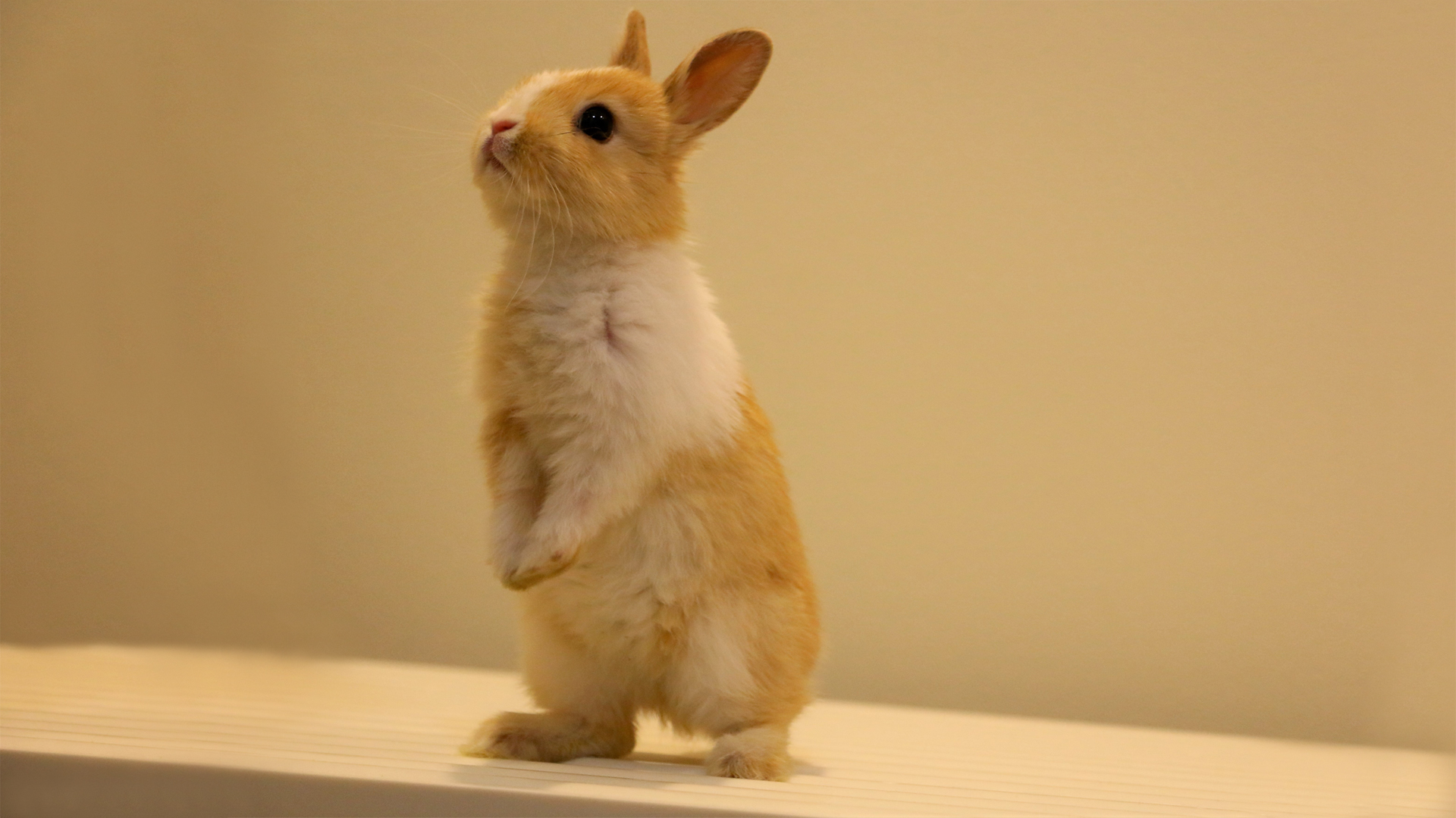 小兔子 站立 兔子 电脑 高清壁纸