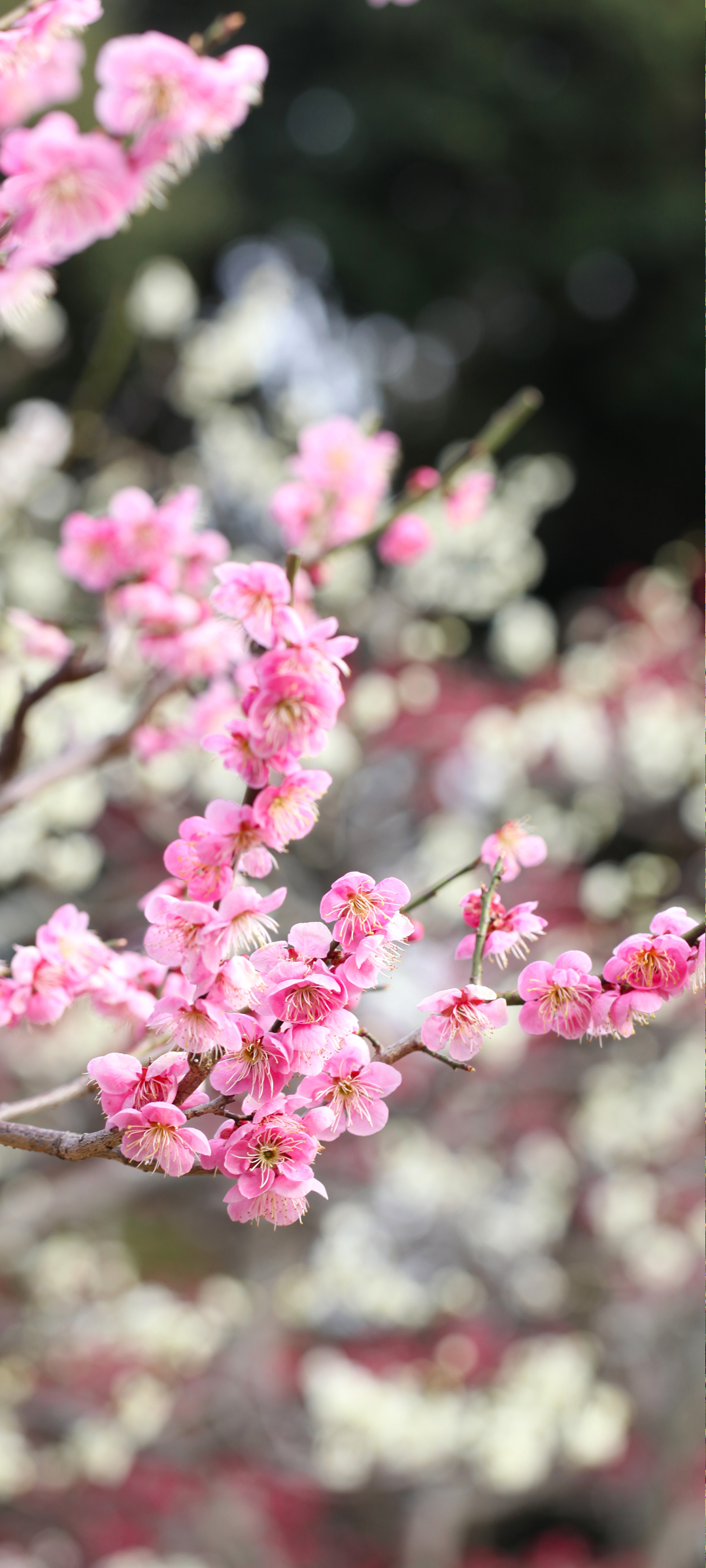 春天桃花高清手机壁纸