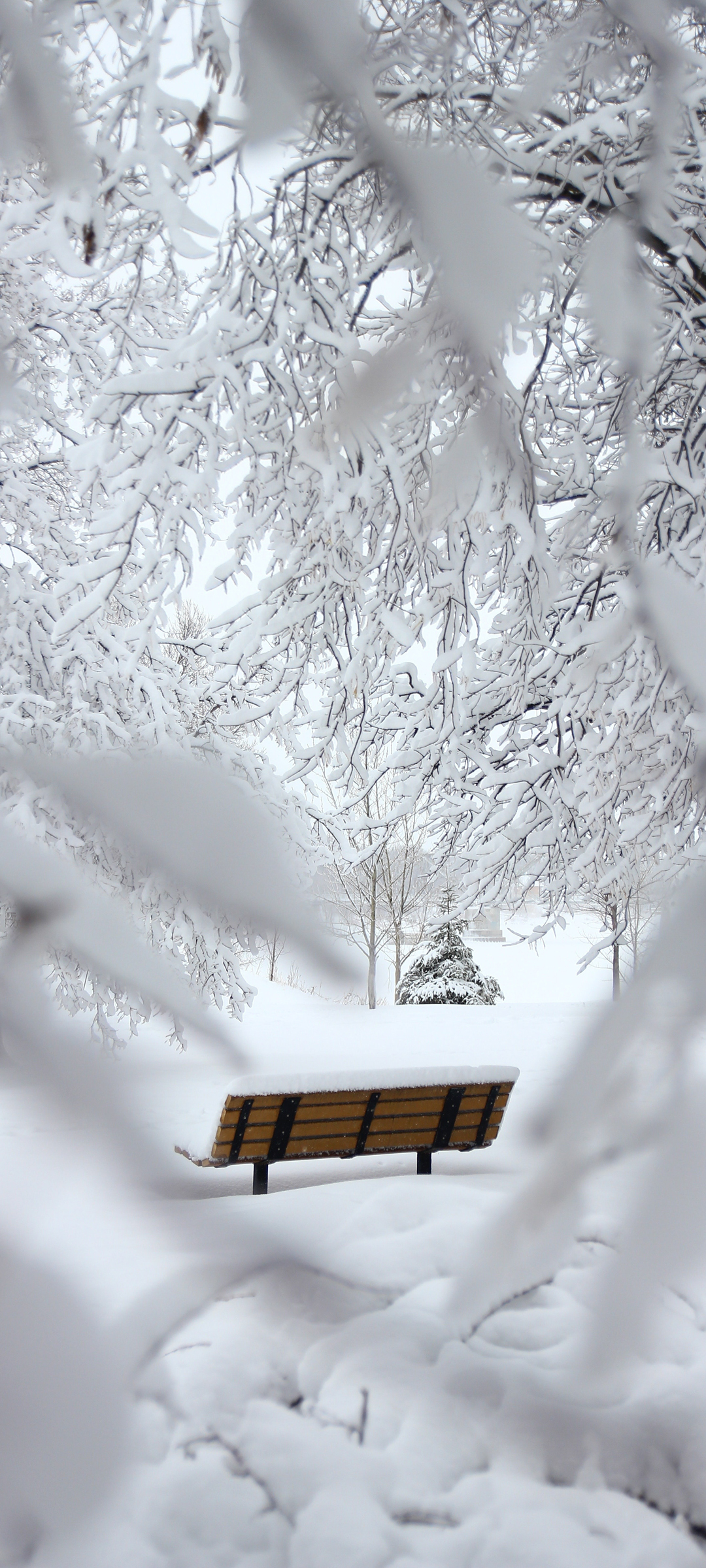冬季 厚厚的大雪 银装素裹 风景高清手机壁纸