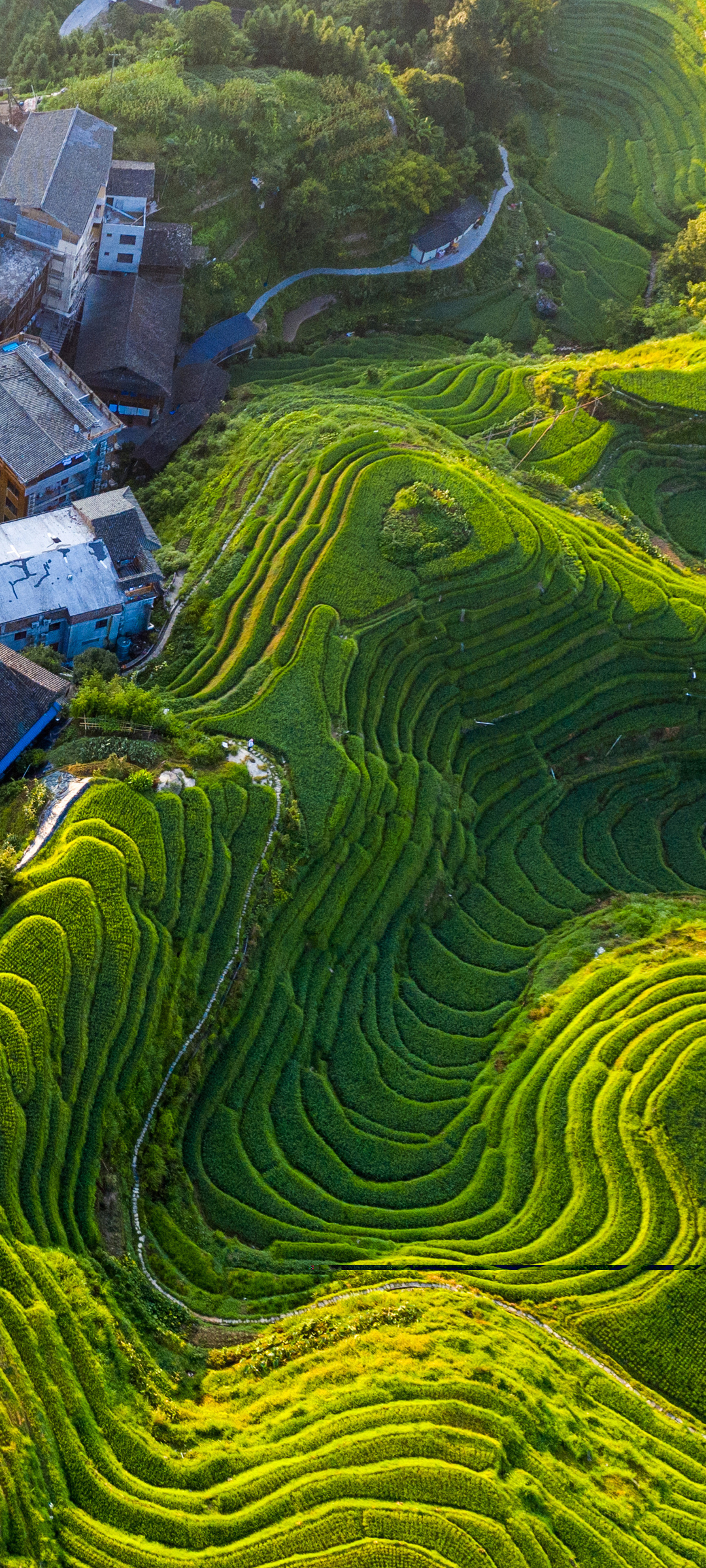 山村 绿色梯田 风景 高清手机壁纸