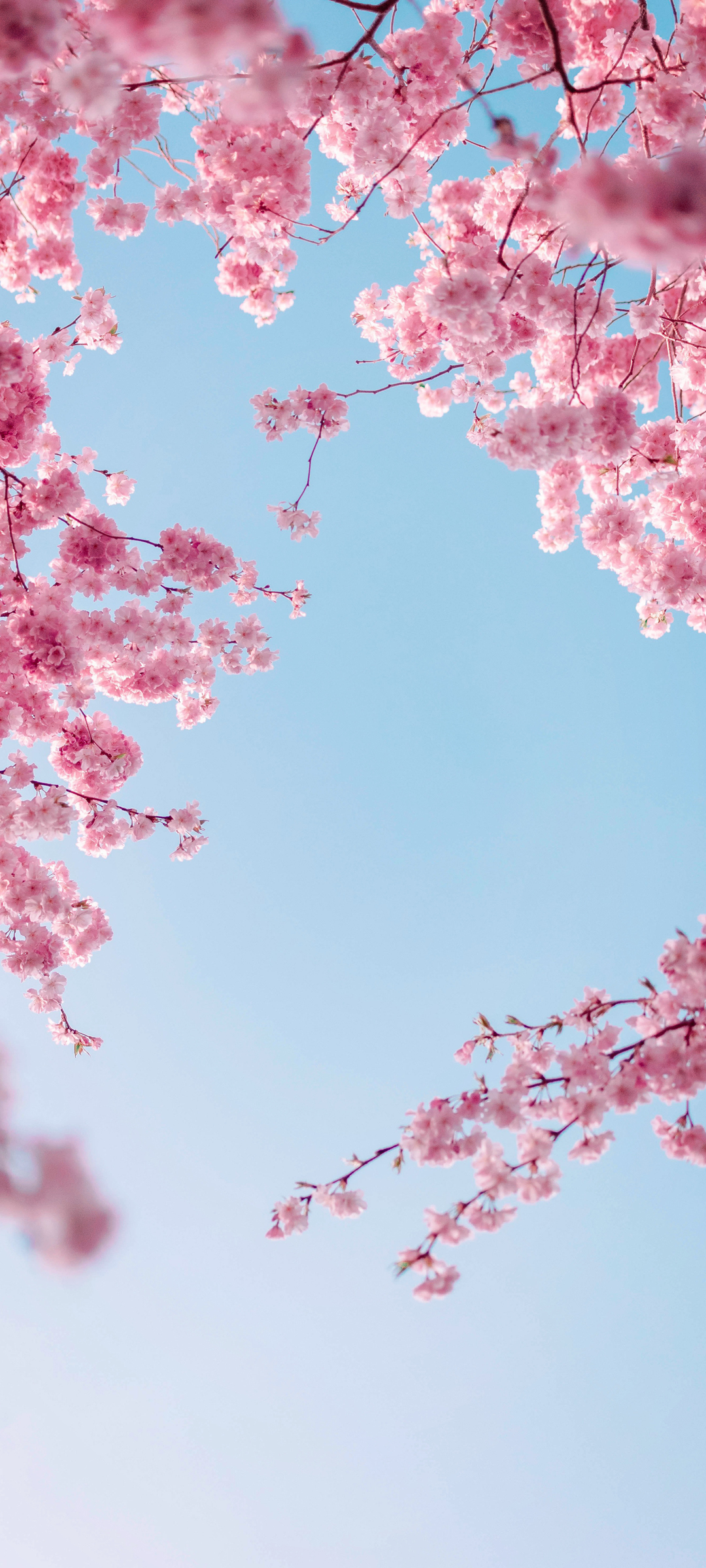 天空 樱花 唯美风景高清手机壁纸