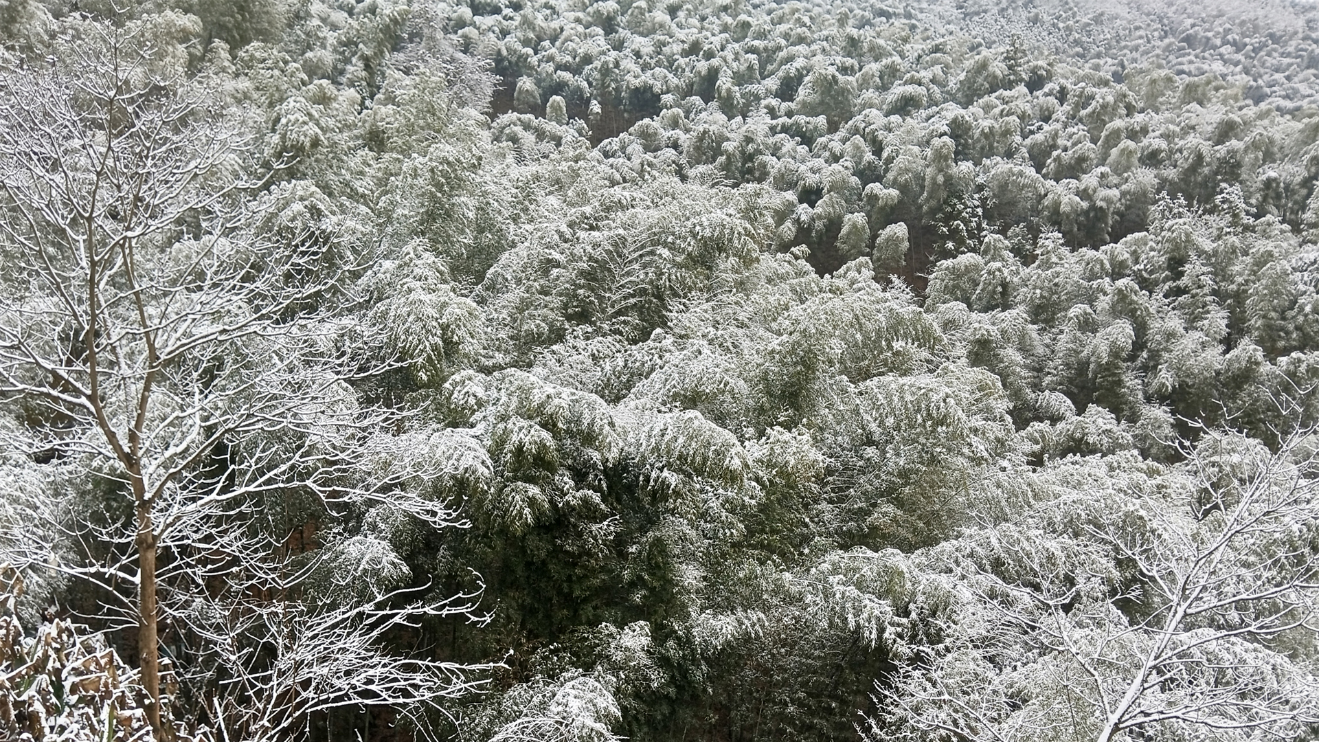 原创 竹林 雪景 冬天竹子风景高清壁纸