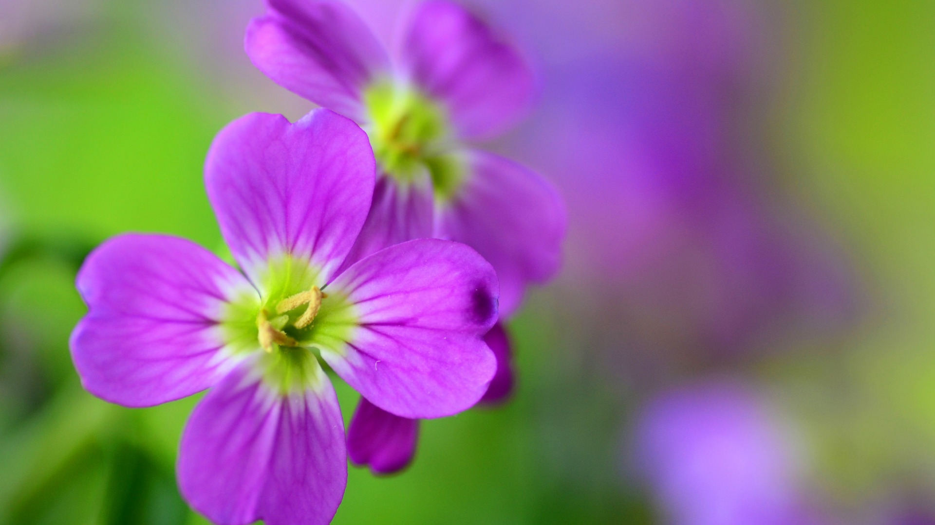 紫色花朵,花瓣,自然鲜花背景图片,桌面高清壁纸