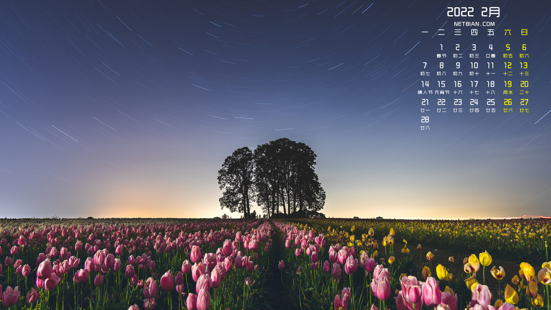 郁金香风景2022年2月日历桌面高清壁纸