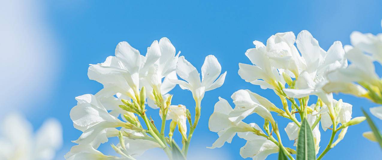 白色鲜花 清新 天空 5k 超精选 高清壁纸