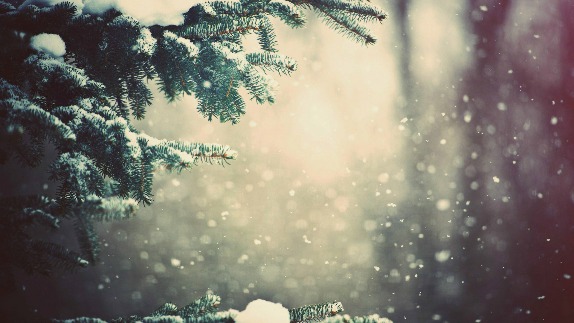圣诞节雪松精美桌面高清壁纸