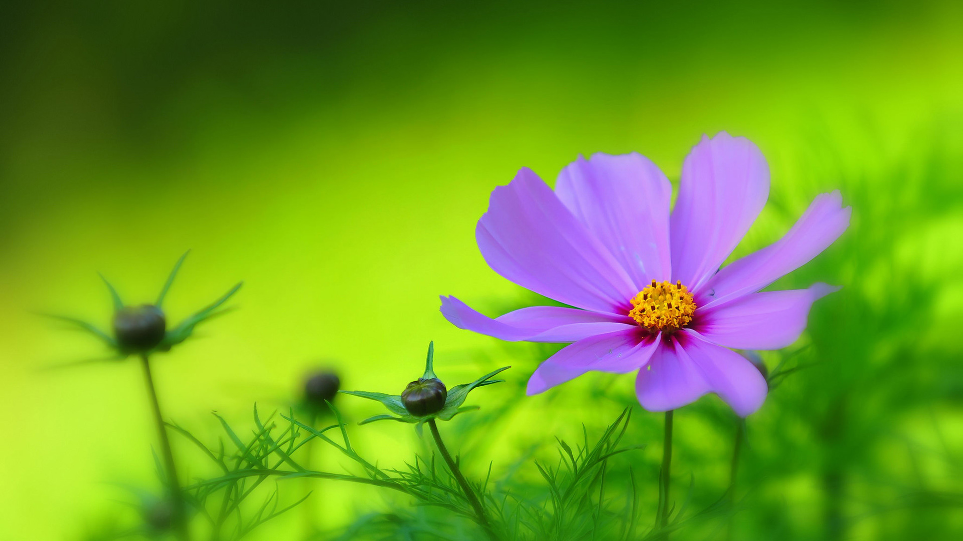 紫色花瓣，花园，绿色植物背景，鲜花精选桌面高清壁纸