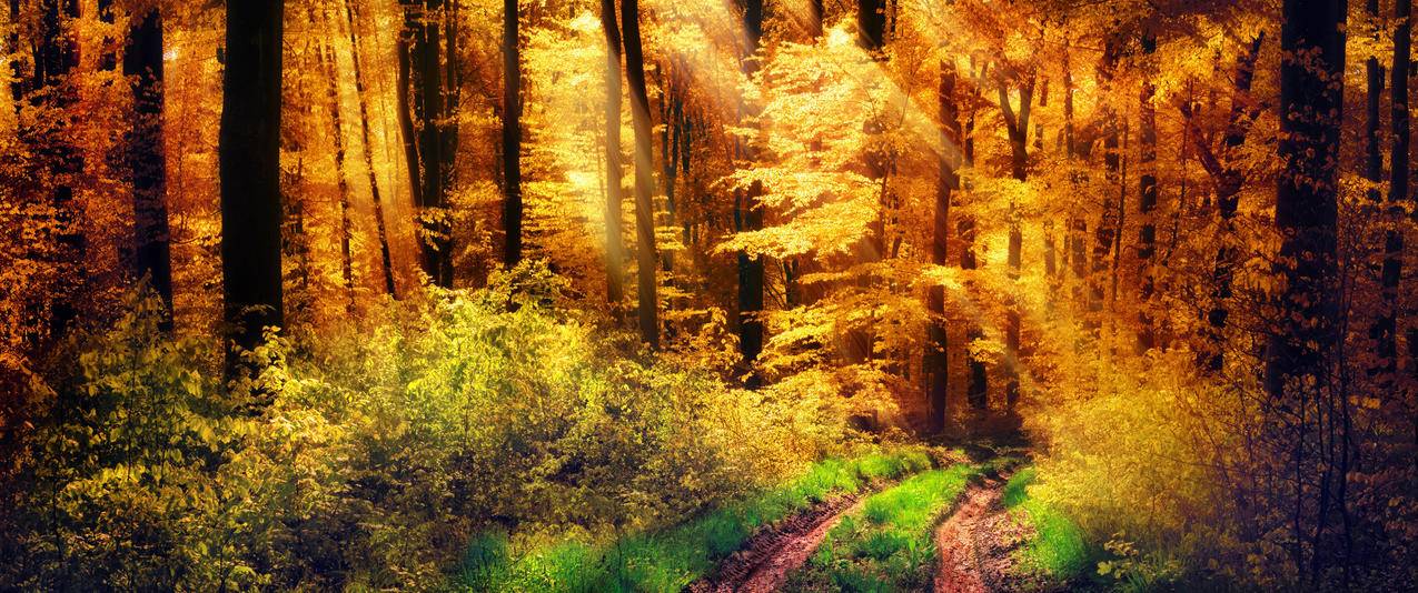 森林黄色的太阳秋天草树木灌木路风景带鱼屏高清壁纸