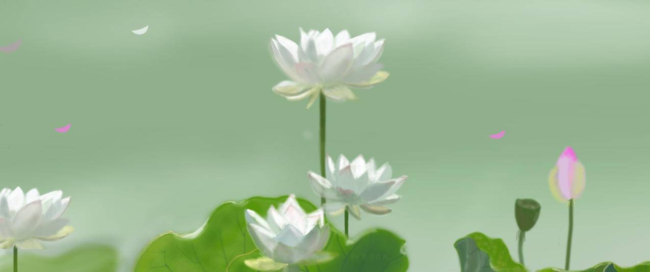 荷花 白色 小清新 护眼 精选 3440x1440 带鱼屏 高清壁纸