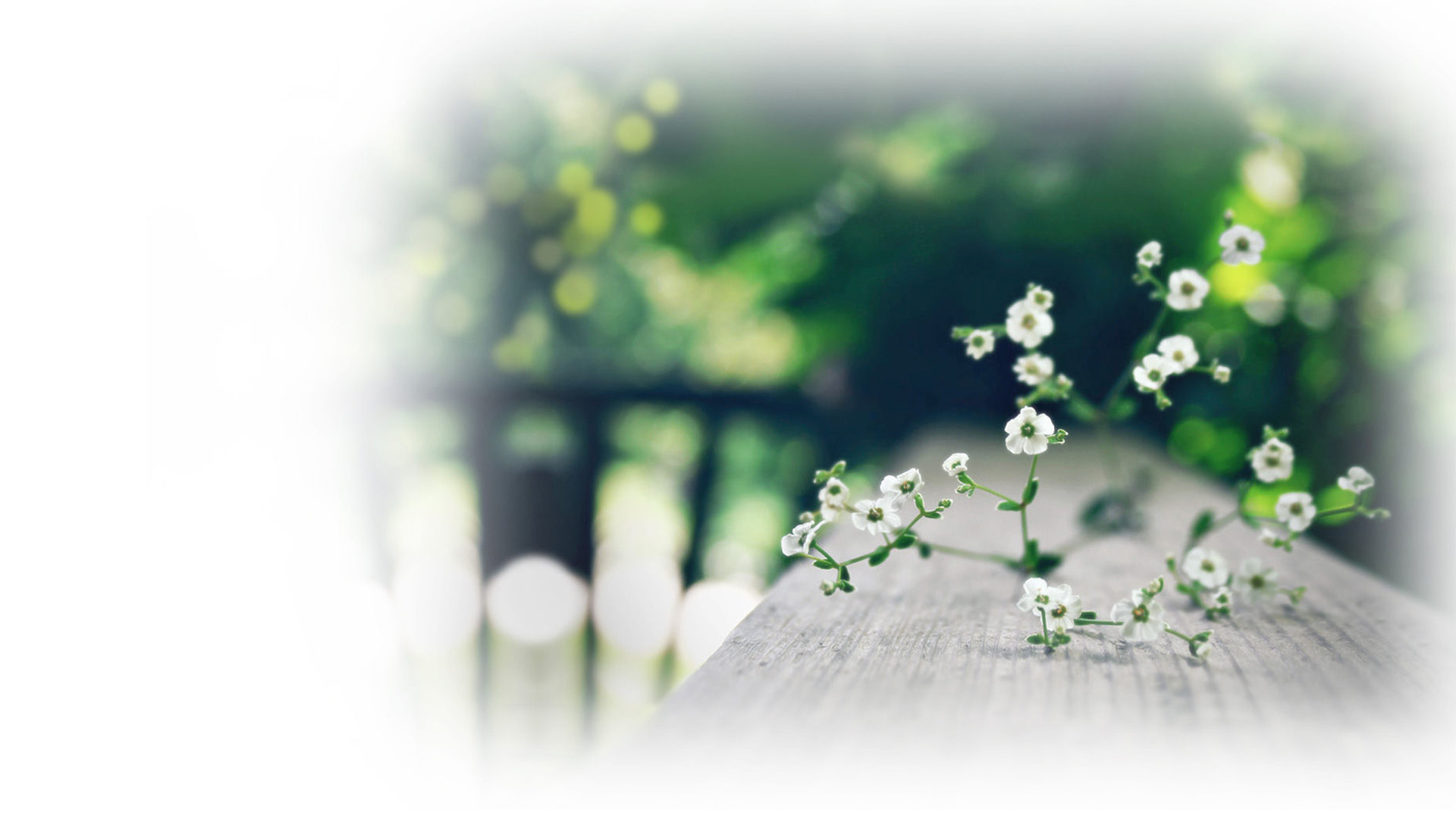 点点繁花高清壁纸