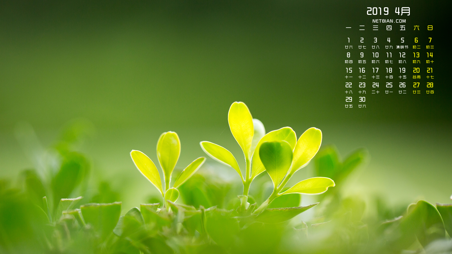 绿色树叶护眼2019年4月日历桌面高清壁纸