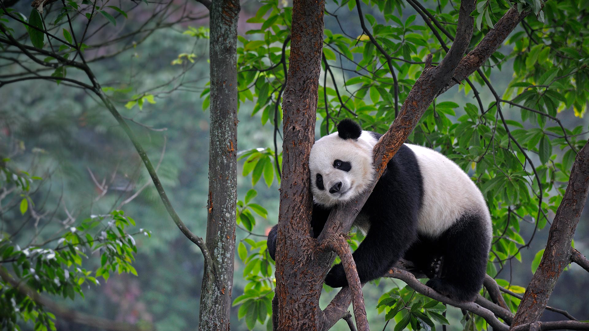 四川雅安,自然树林树叶,熊猫桌面高清壁纸