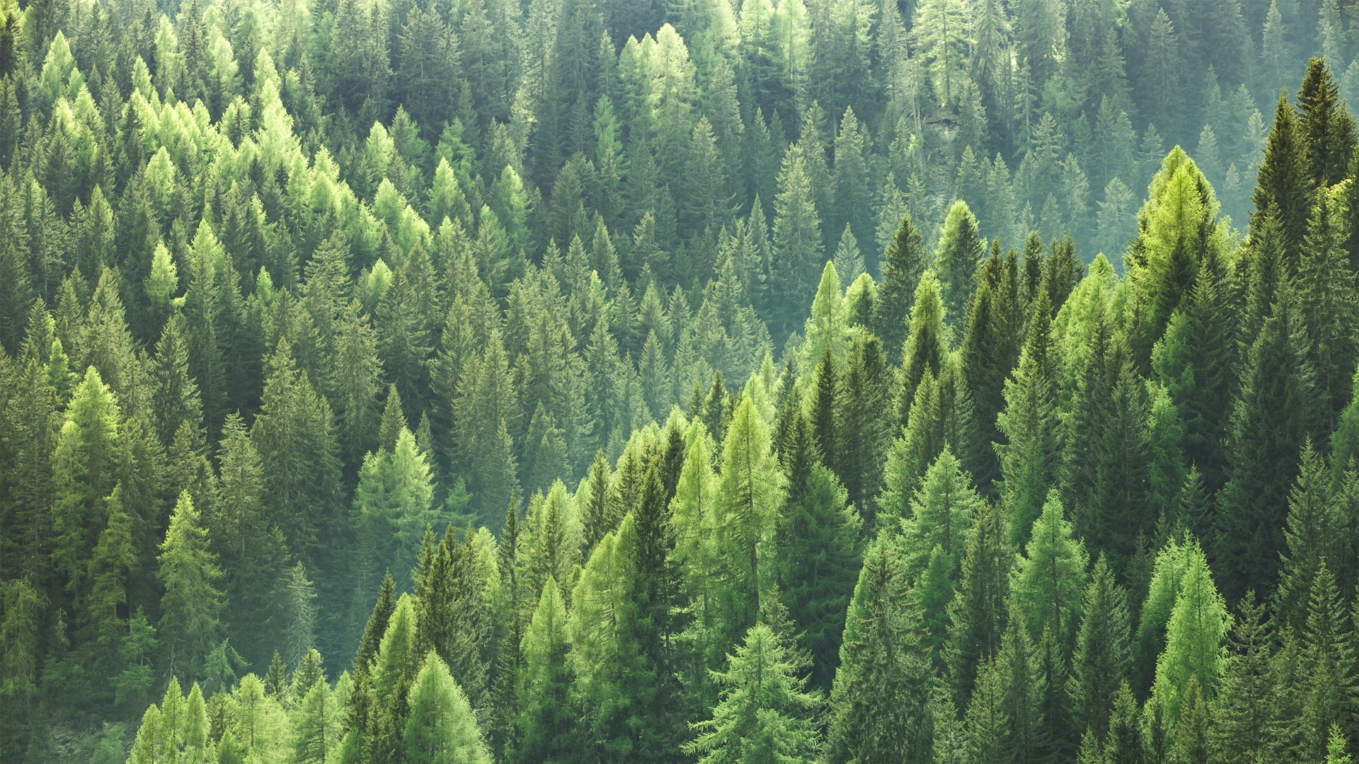 绿色树林护眼风景精选高清壁纸