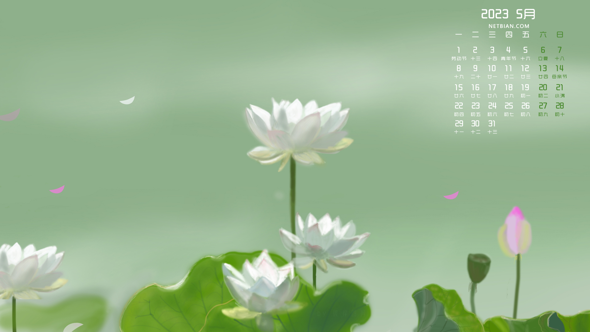 荷花亭亭玉立 原创 2023-5月清新日历精选高清壁纸