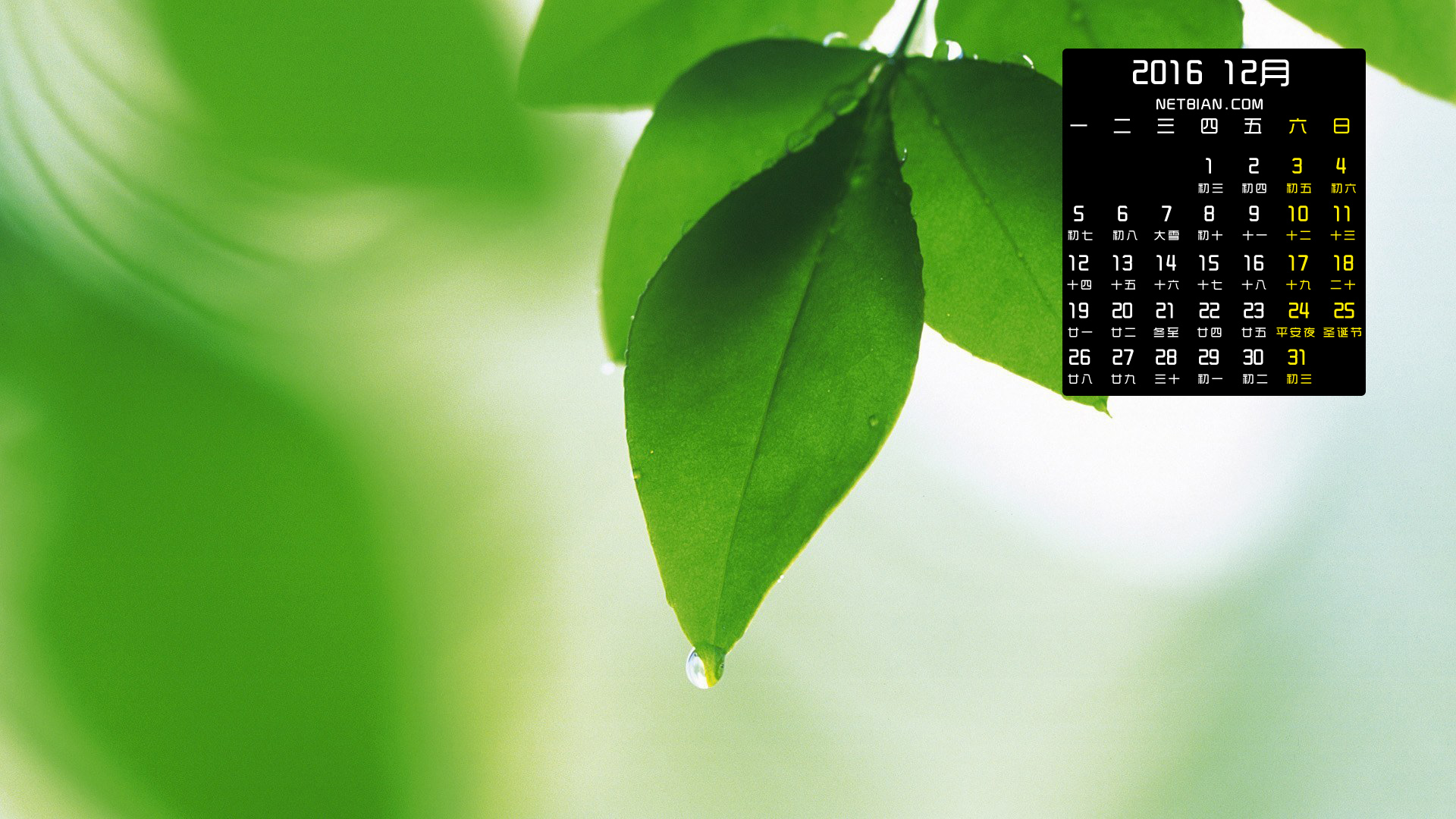 绿叶2016年12月日历桌面高清壁纸