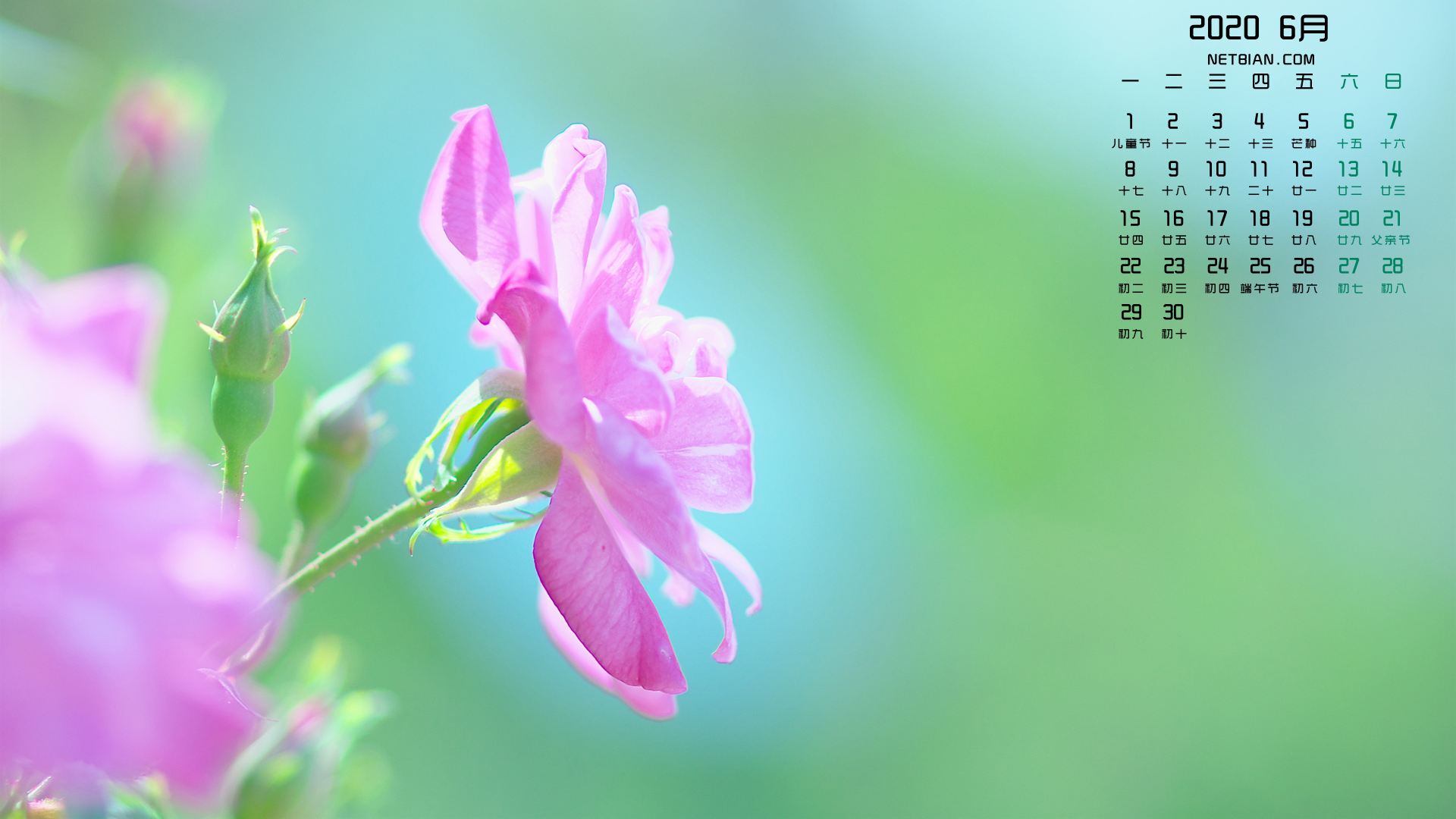 花朵2020年6月日历桌面高清壁纸