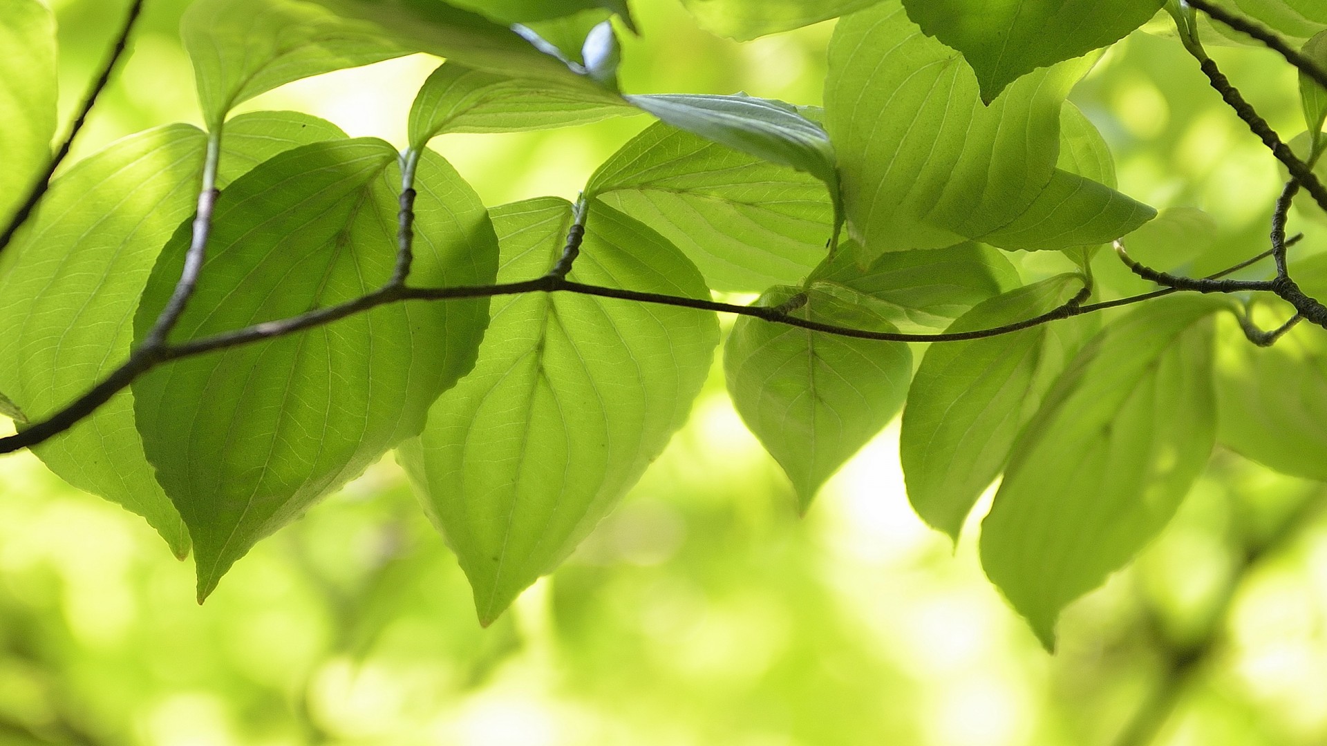 叶子嫩叶,树枝,自然护眼桌面高清壁纸