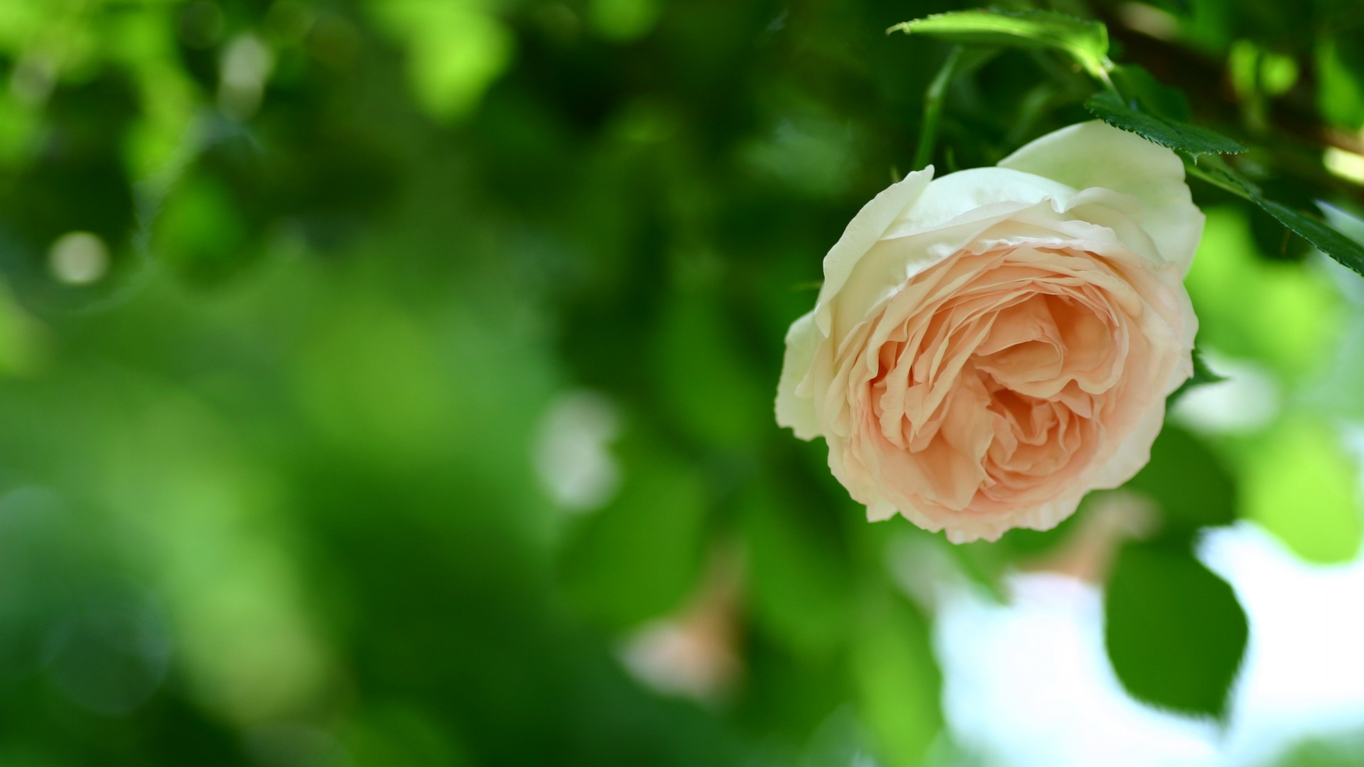 玫瑰,鲜花,花蕾,绿叶,绿色背景,护眼高清壁纸