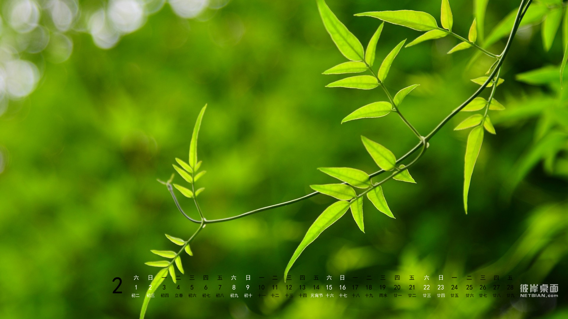 彼岸2014年2月日历风景高清壁纸 绿色叶子