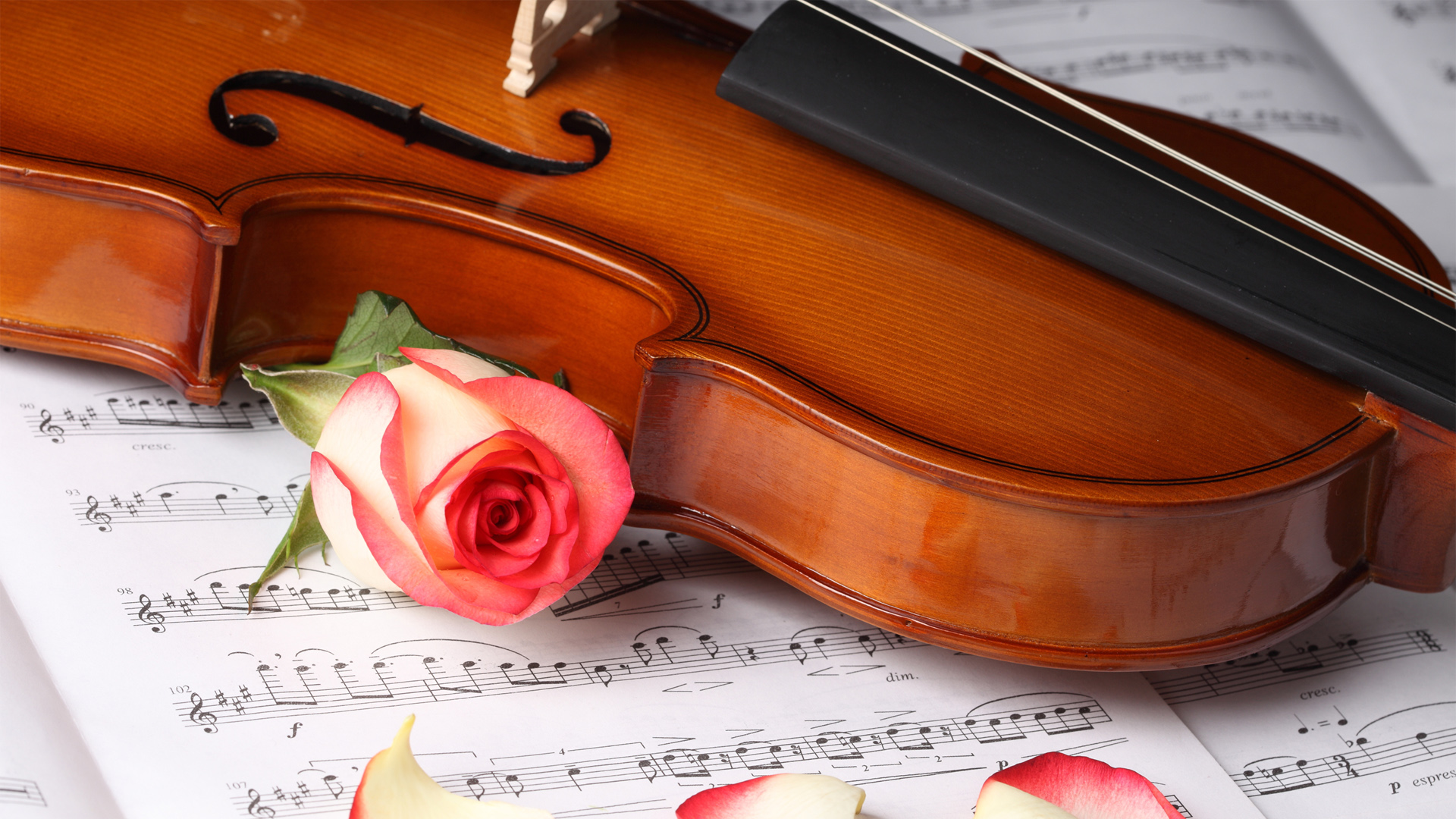 玫瑰花小提琴桌面高清壁纸