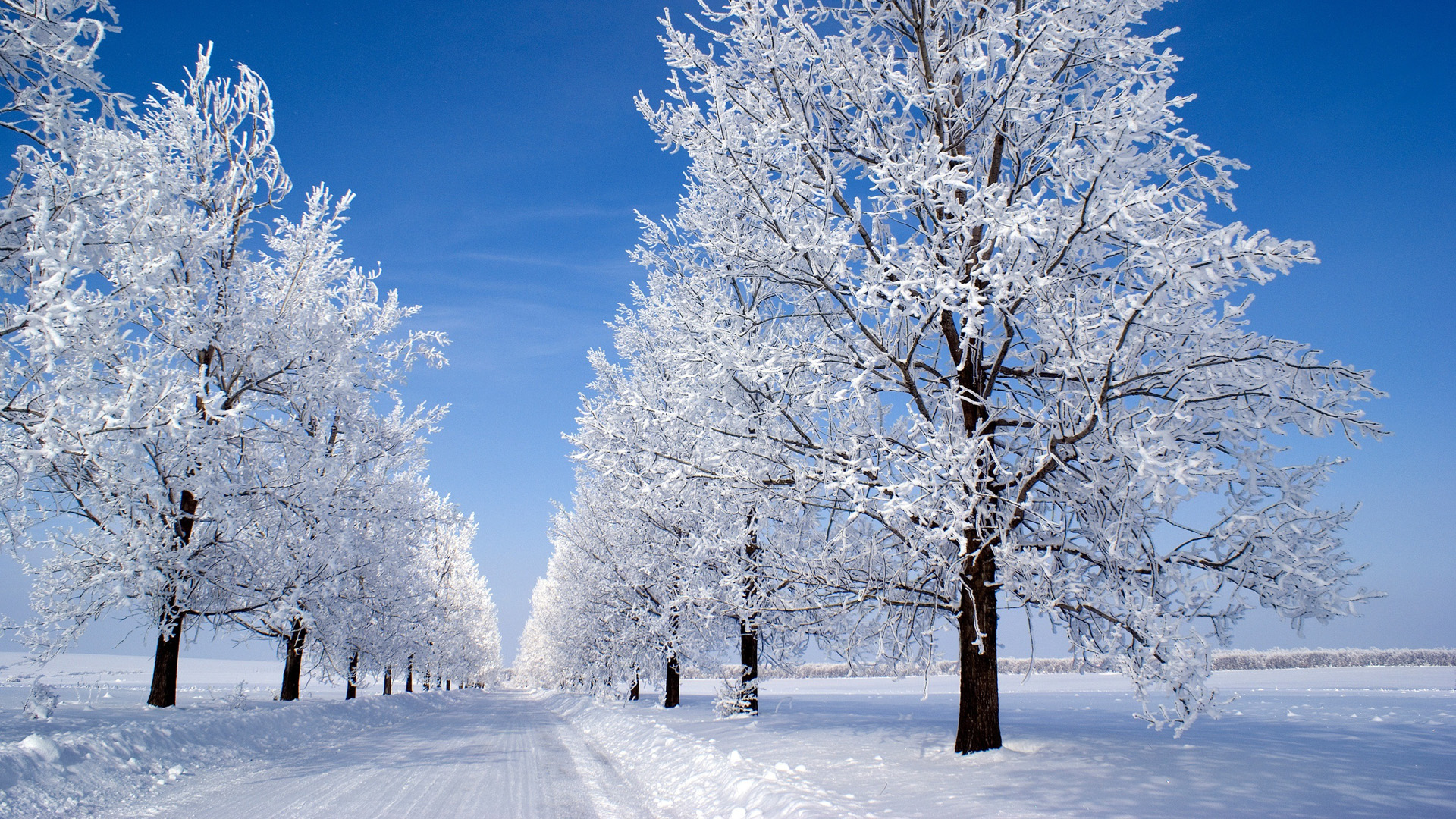 雪的早晨，冬天的早晨，树林，公路，雪地，蓝天，风景桌面高清壁纸