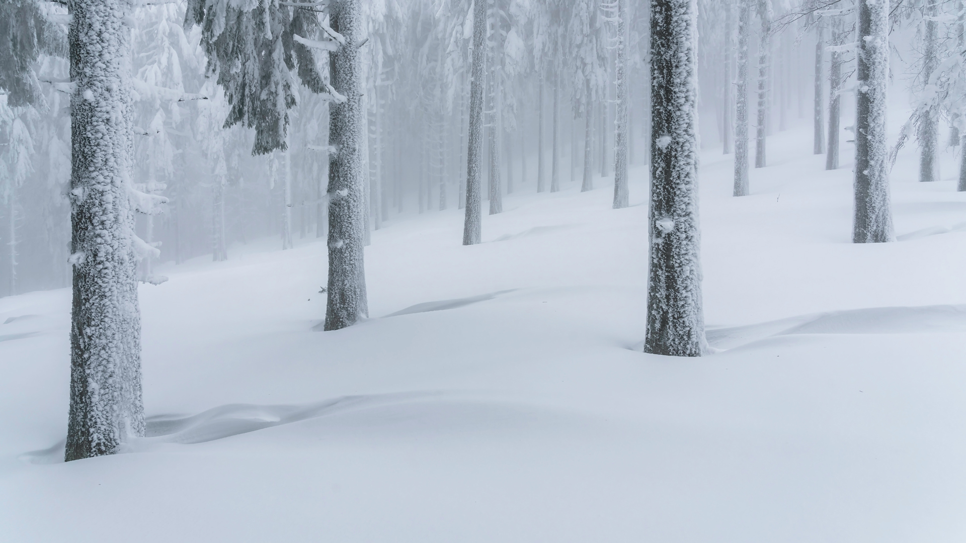冬季 大雪 山 树林 厚厚的雪 风景 精选 高清壁纸