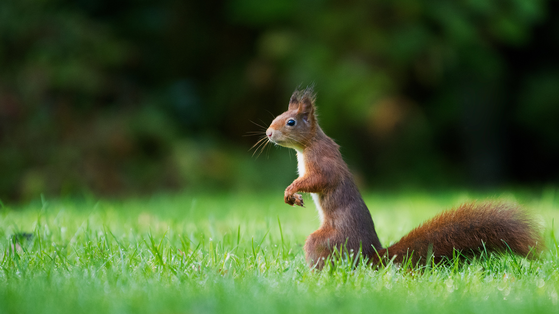 小松鼠 可爱 动物 森林 绿色草地 桌面 高清壁纸