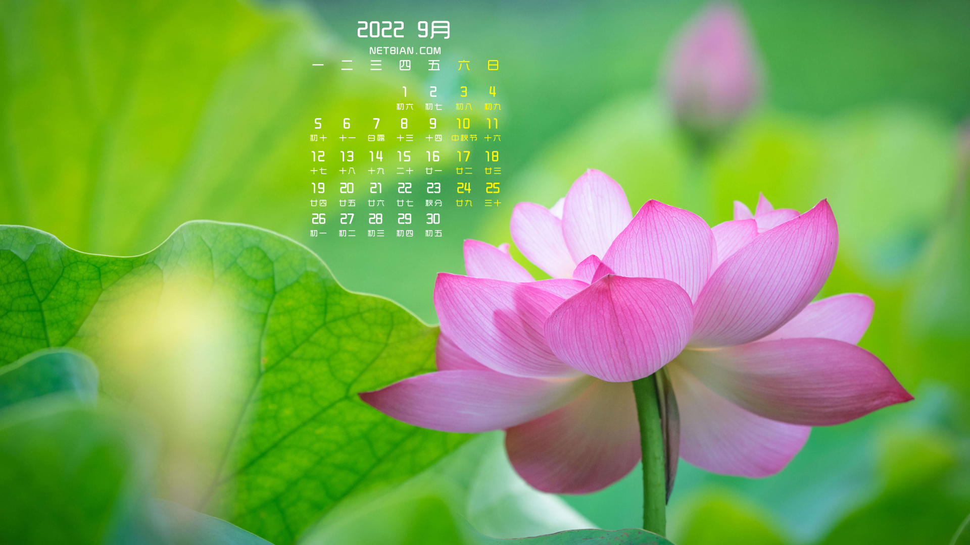 粉色荷花2022年9月日历桌面高清壁纸