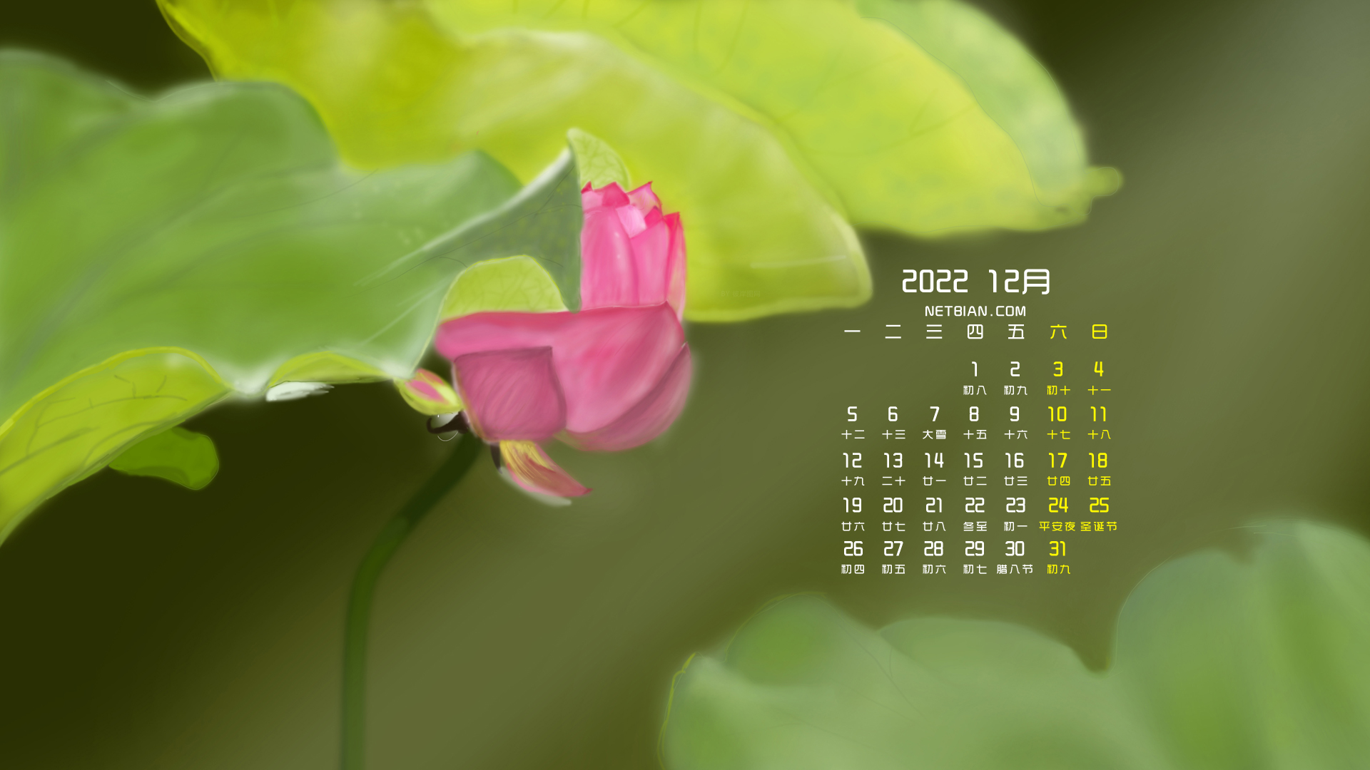 原创 粉色荷花 荷叶 护眼 2022年12月日历 精选高清壁纸