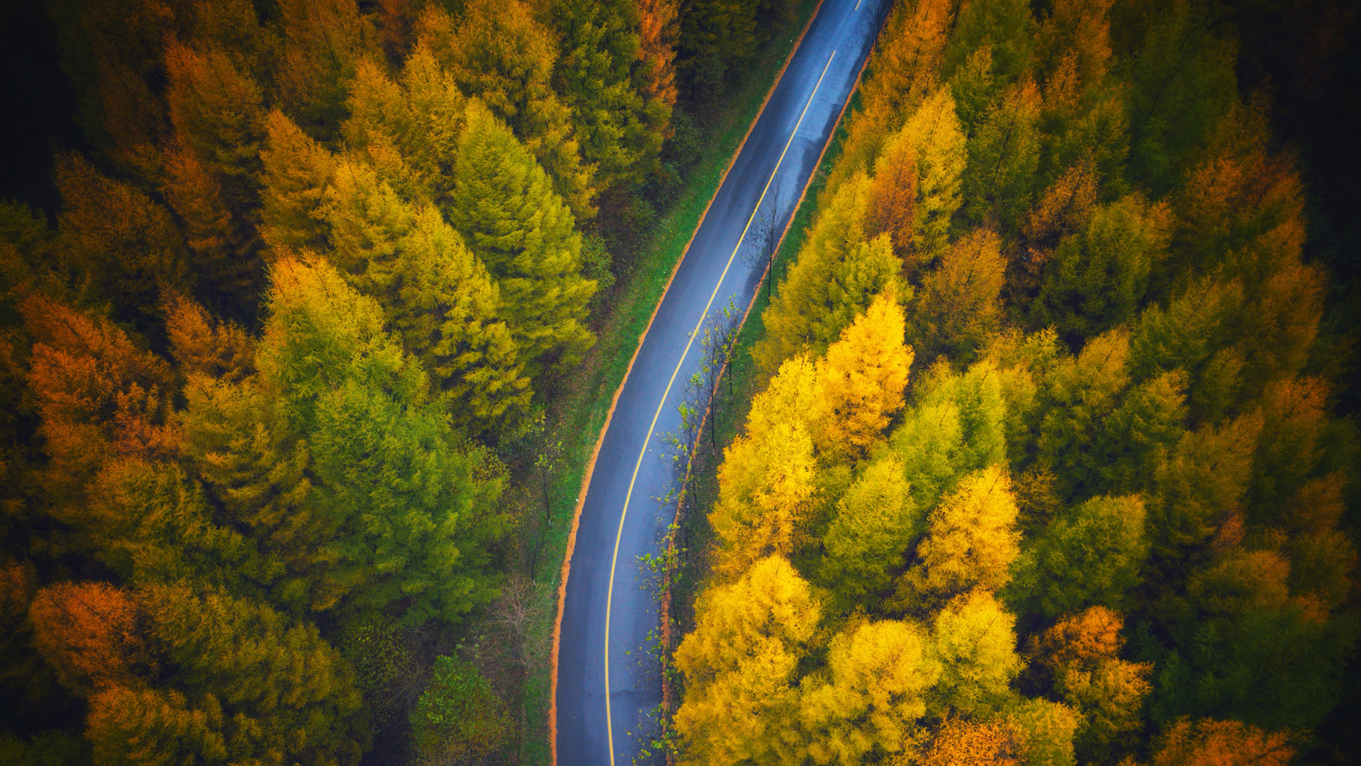 好看 秋天 树林 公路 俯视 风景 图片 精选电脑高清壁纸