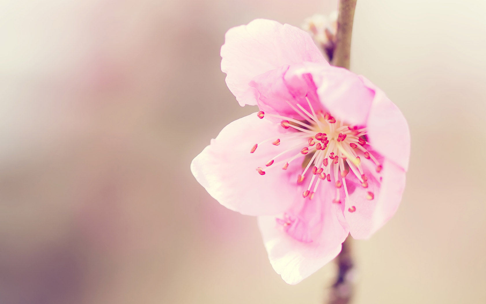 粉色桃花桌面高清壁纸