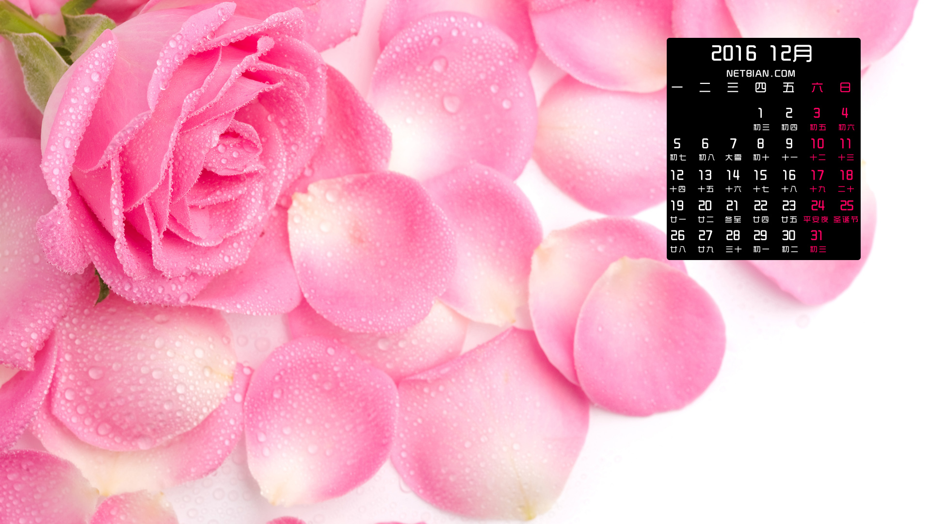 玫瑰花瓣2016年12月日历桌面高清壁纸