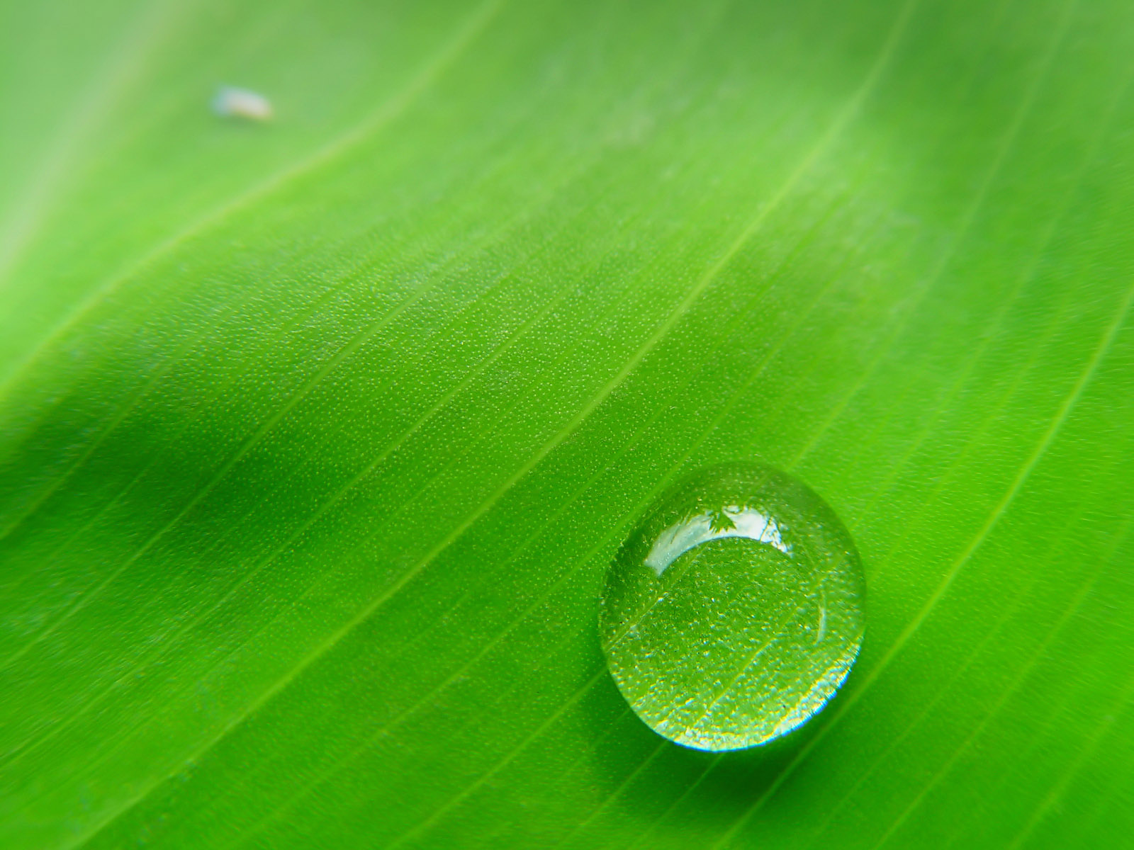 绿色水珠桌面背景图片