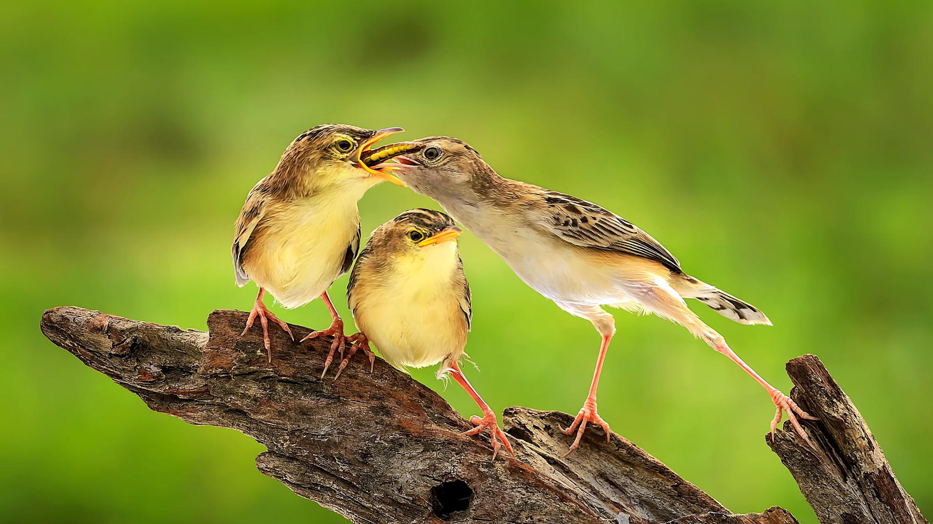鸟,喂食,爱,树段,可爱鸟儿桌面高清壁纸