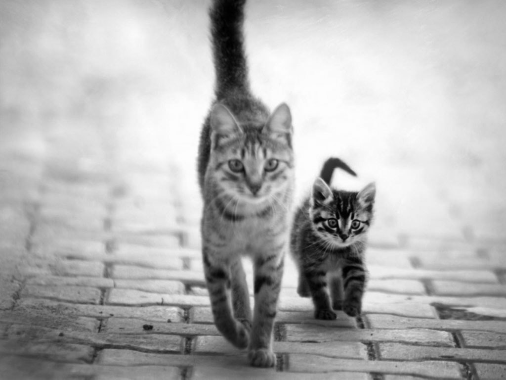 猫咪母子桌面高清壁纸