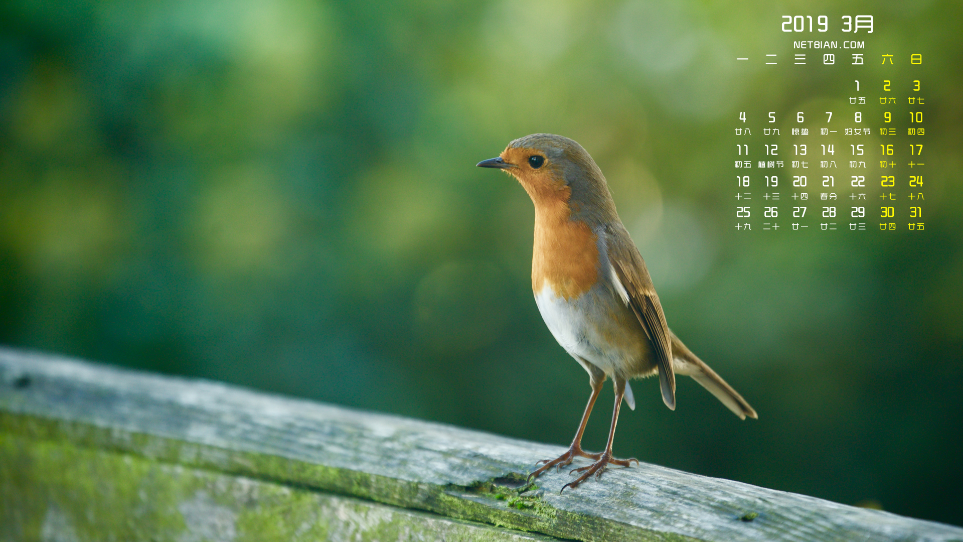 鸟儿2019年3月动物日历桌面高清壁纸